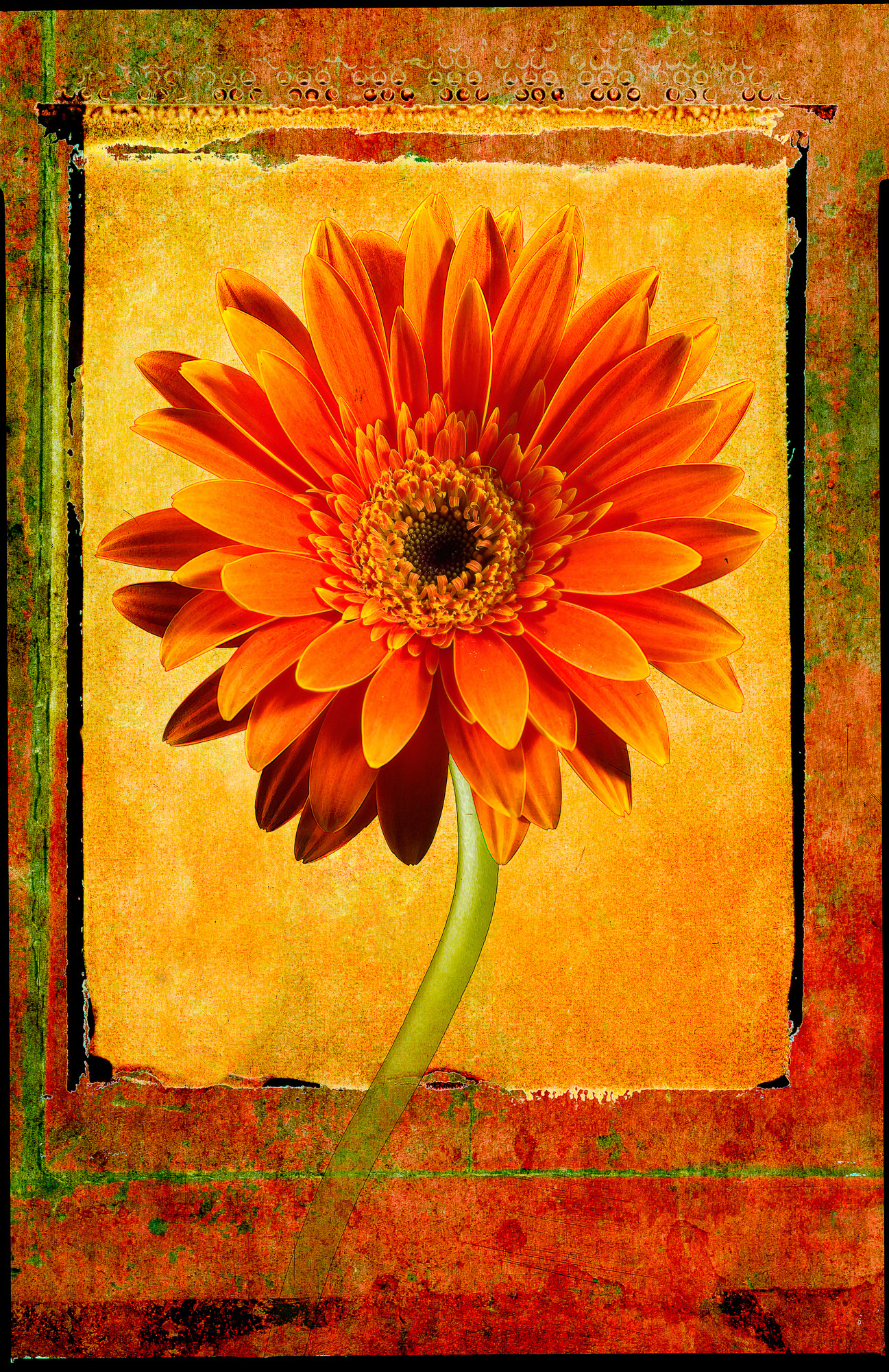 Gerber Daisy