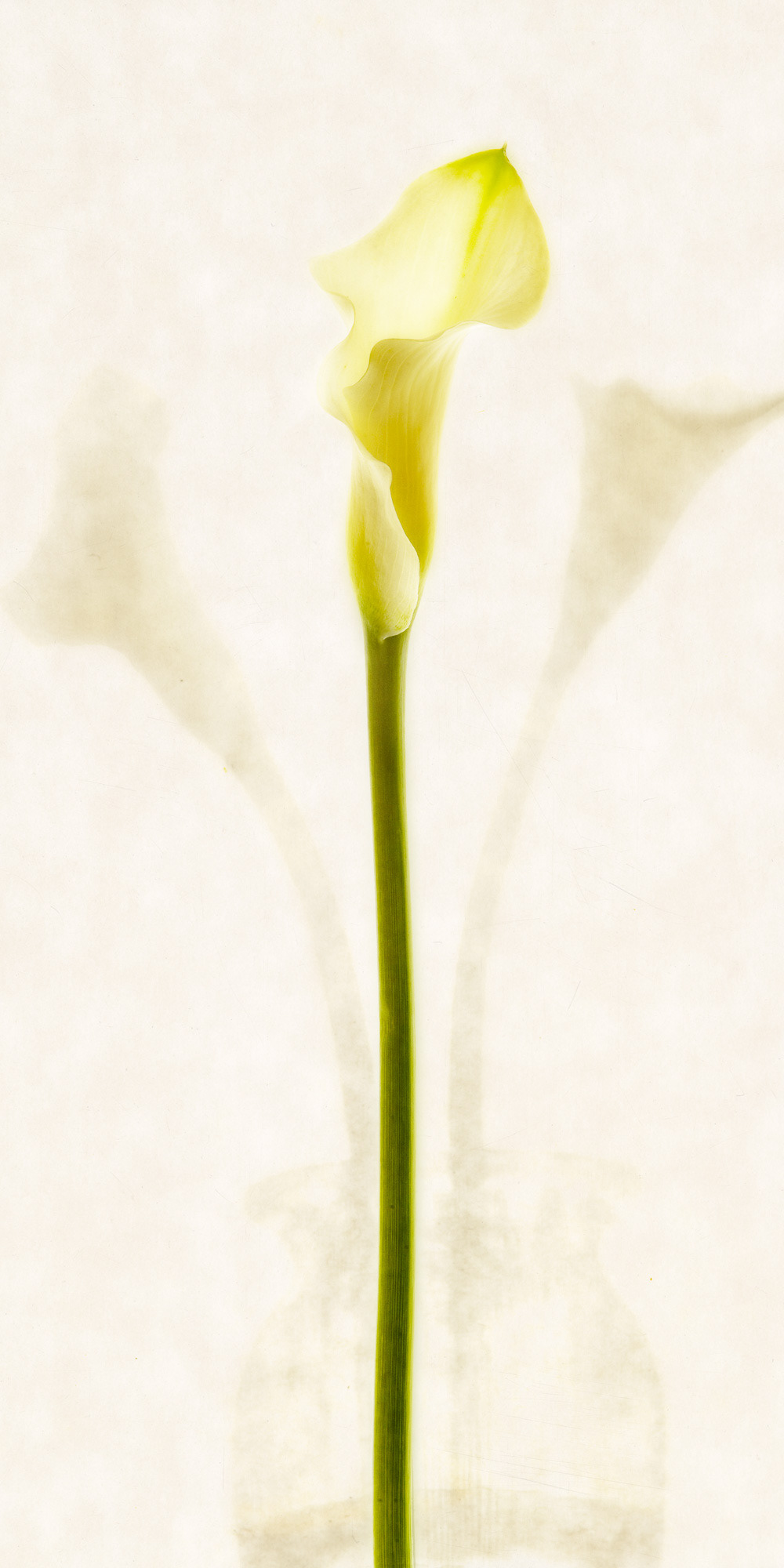 Calla Lily #1
