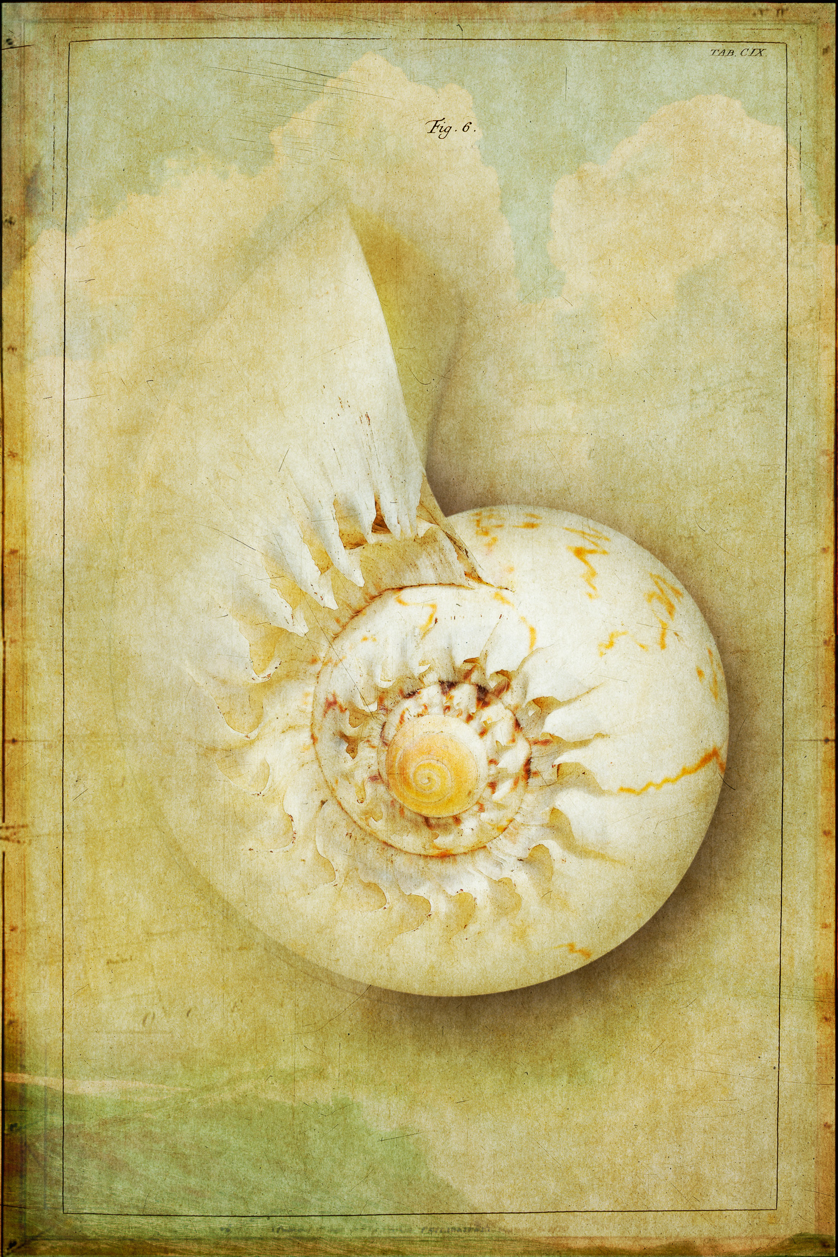 Shell Series #2