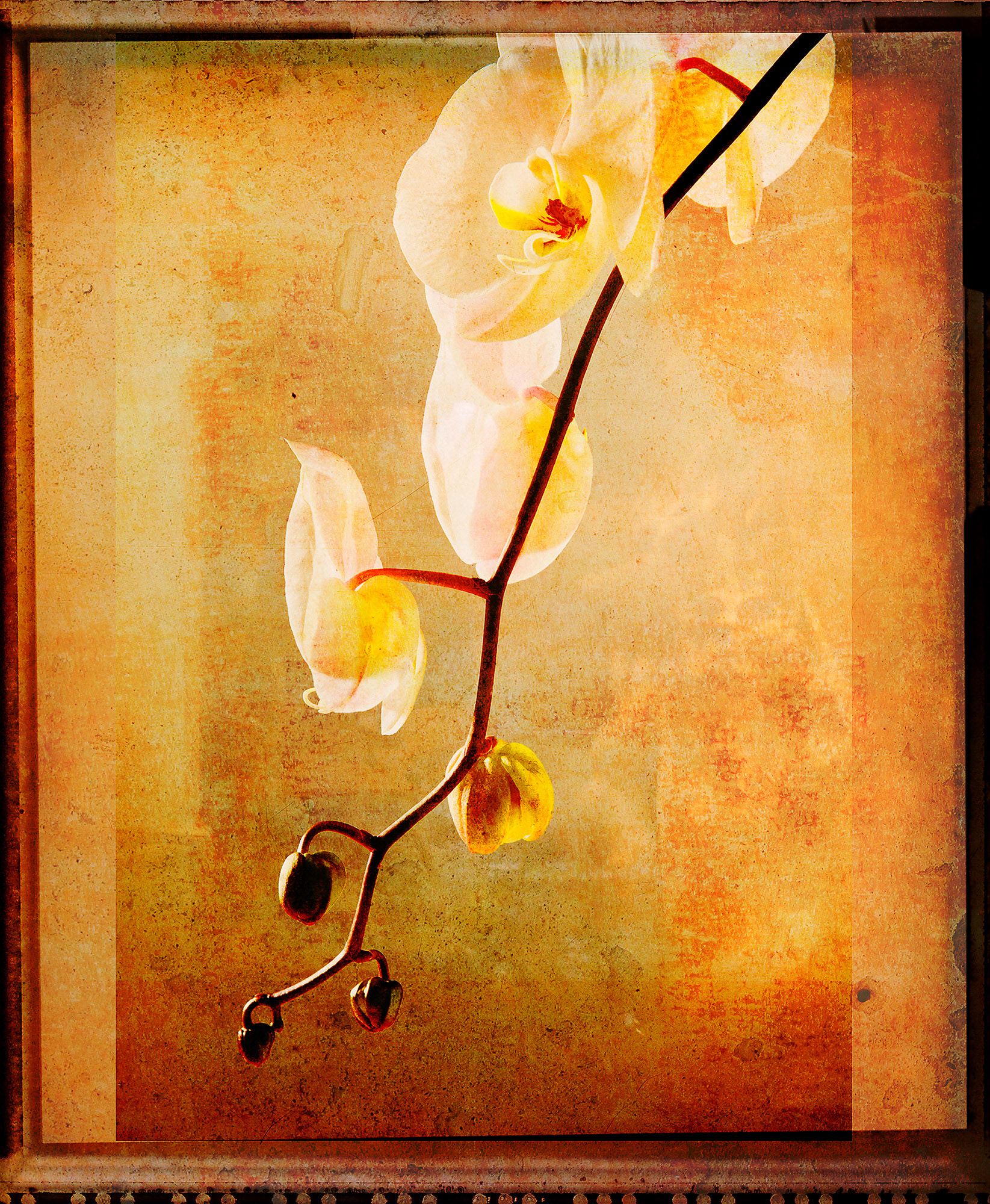 Orchid