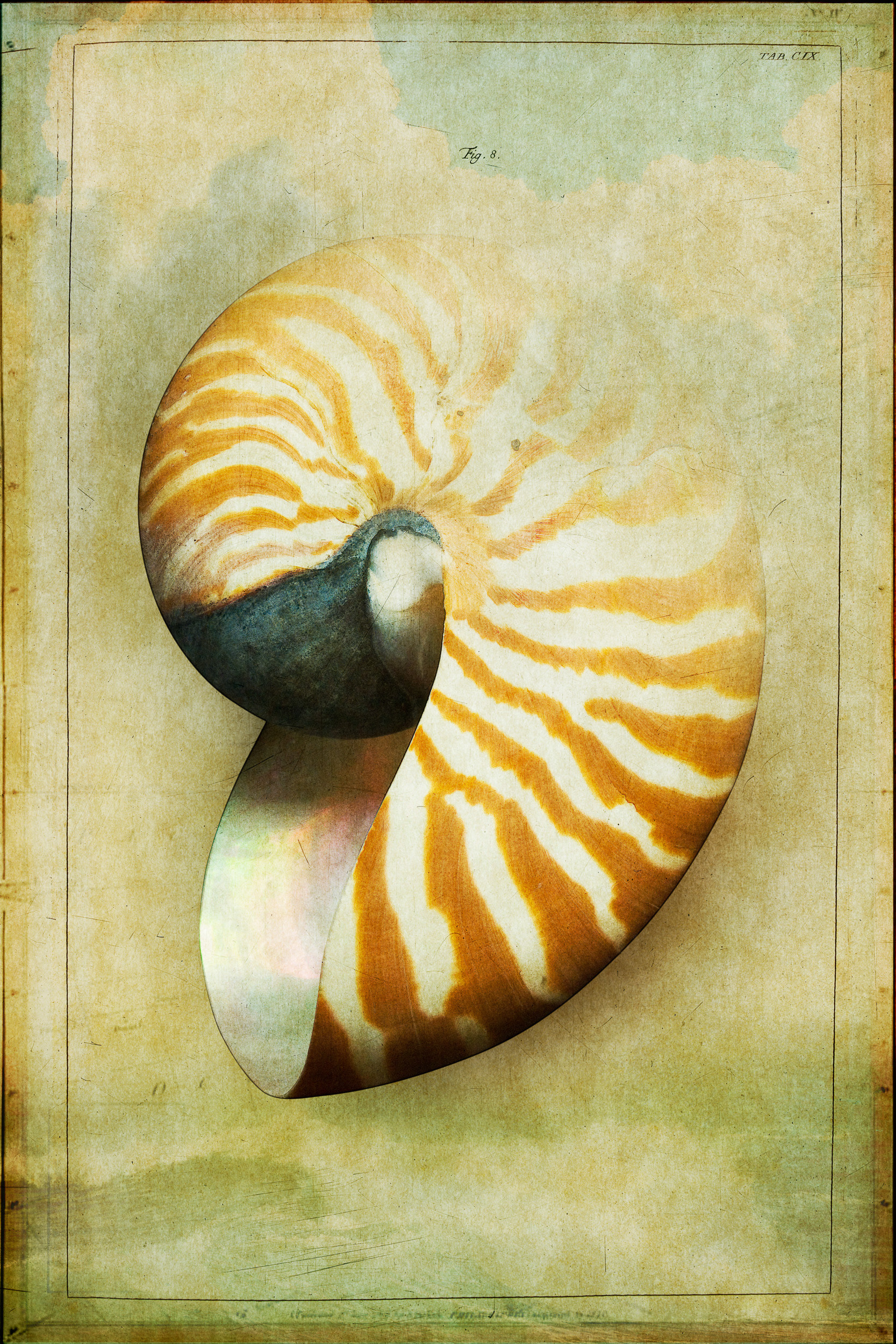 Shell Series #3