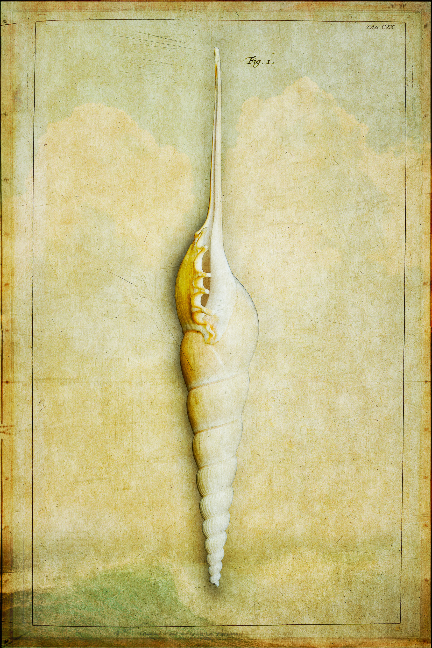 Shell Series #1