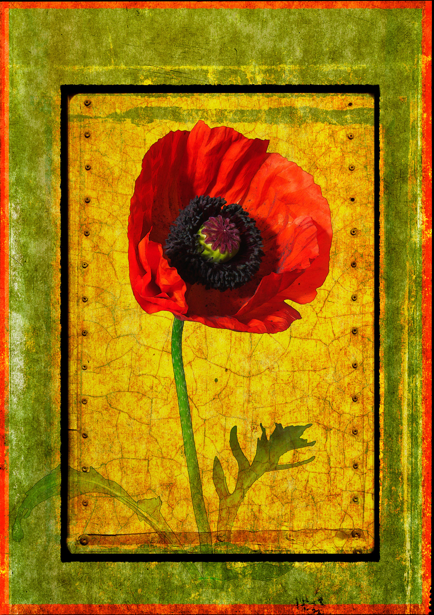 Poppy