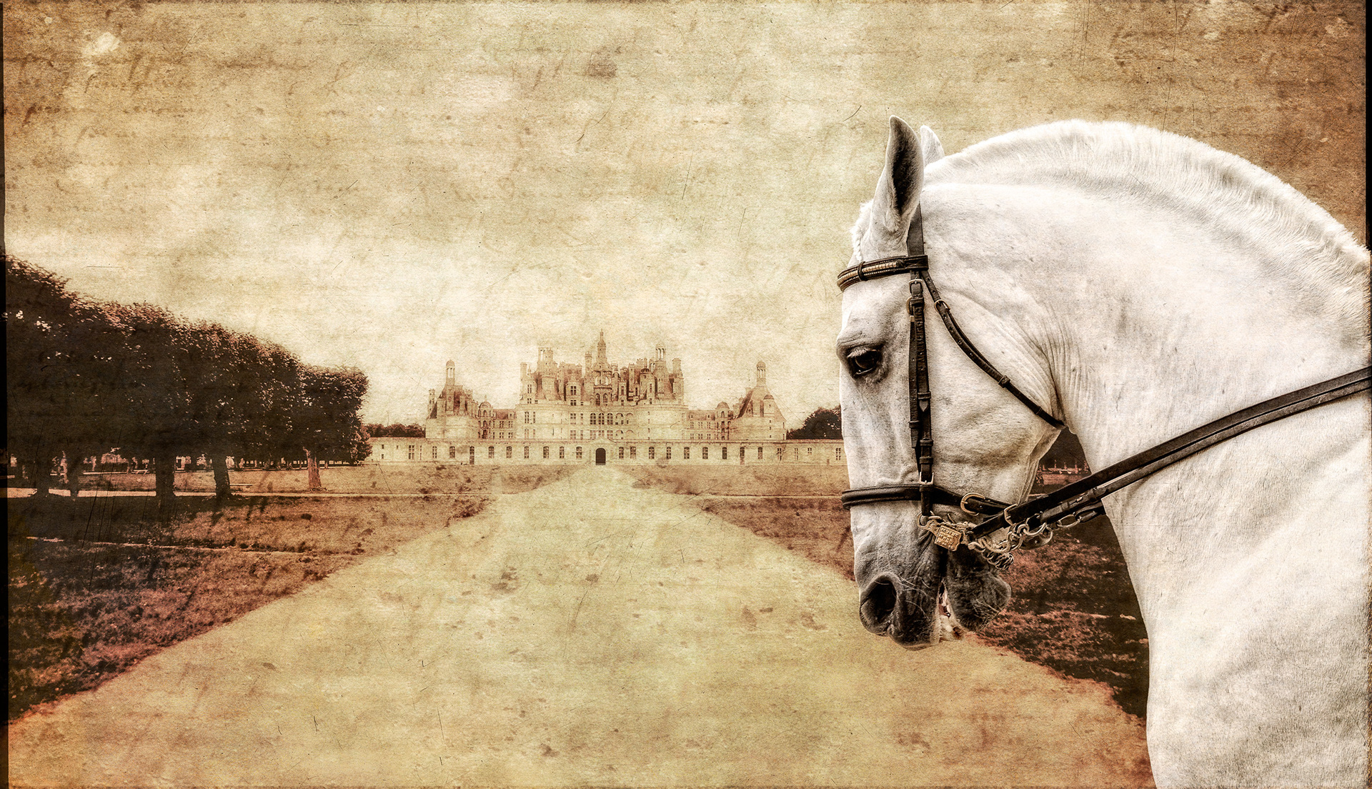 Royal Stallion