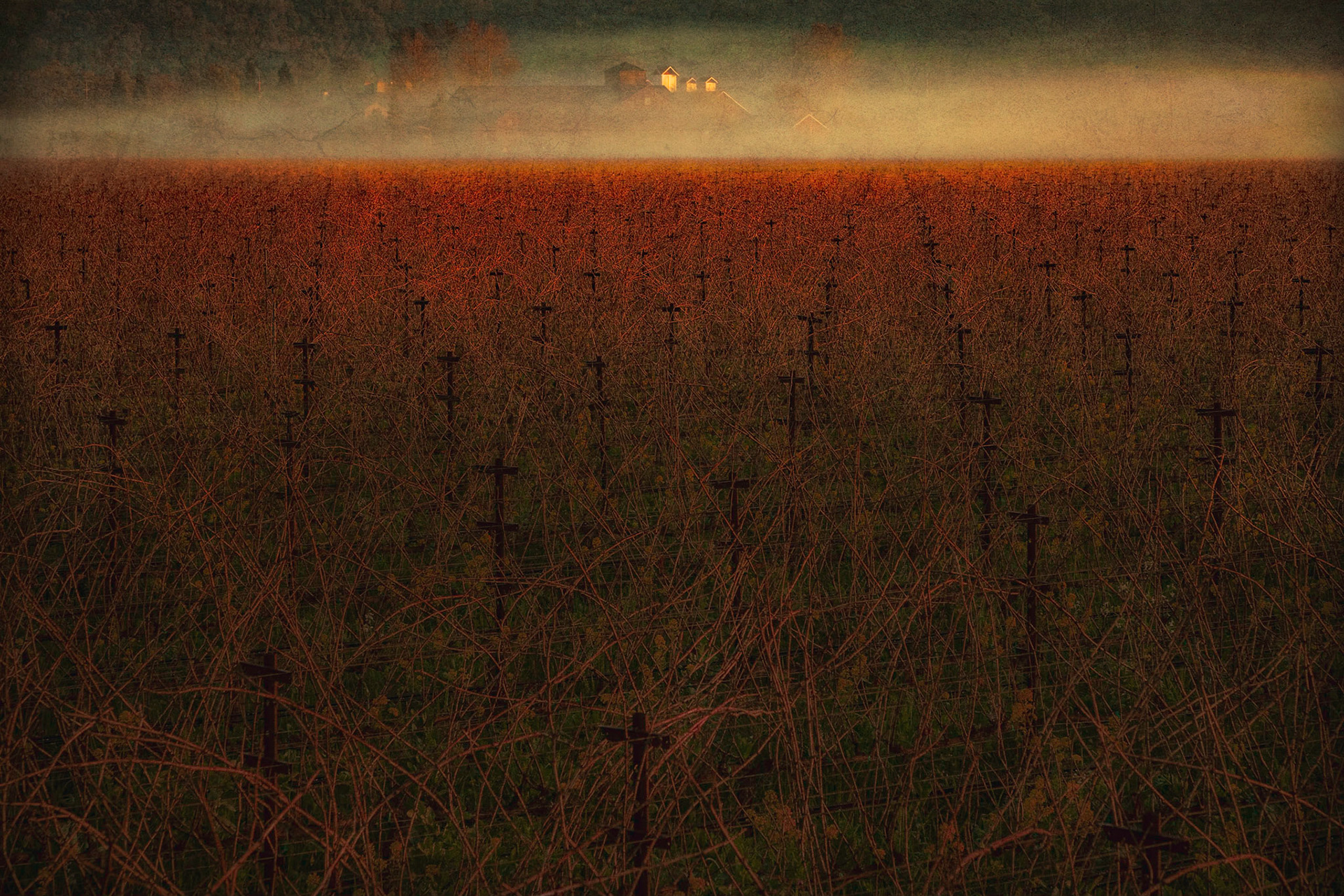 Vineyard Crosses