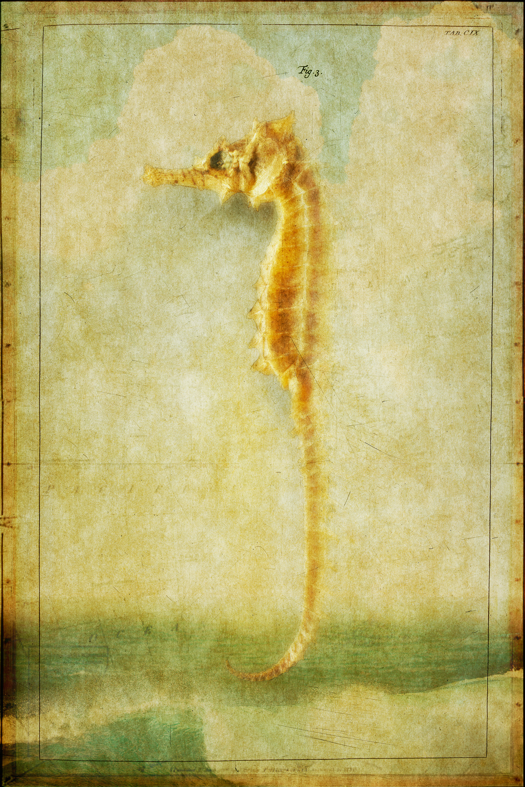 Shell Series #4