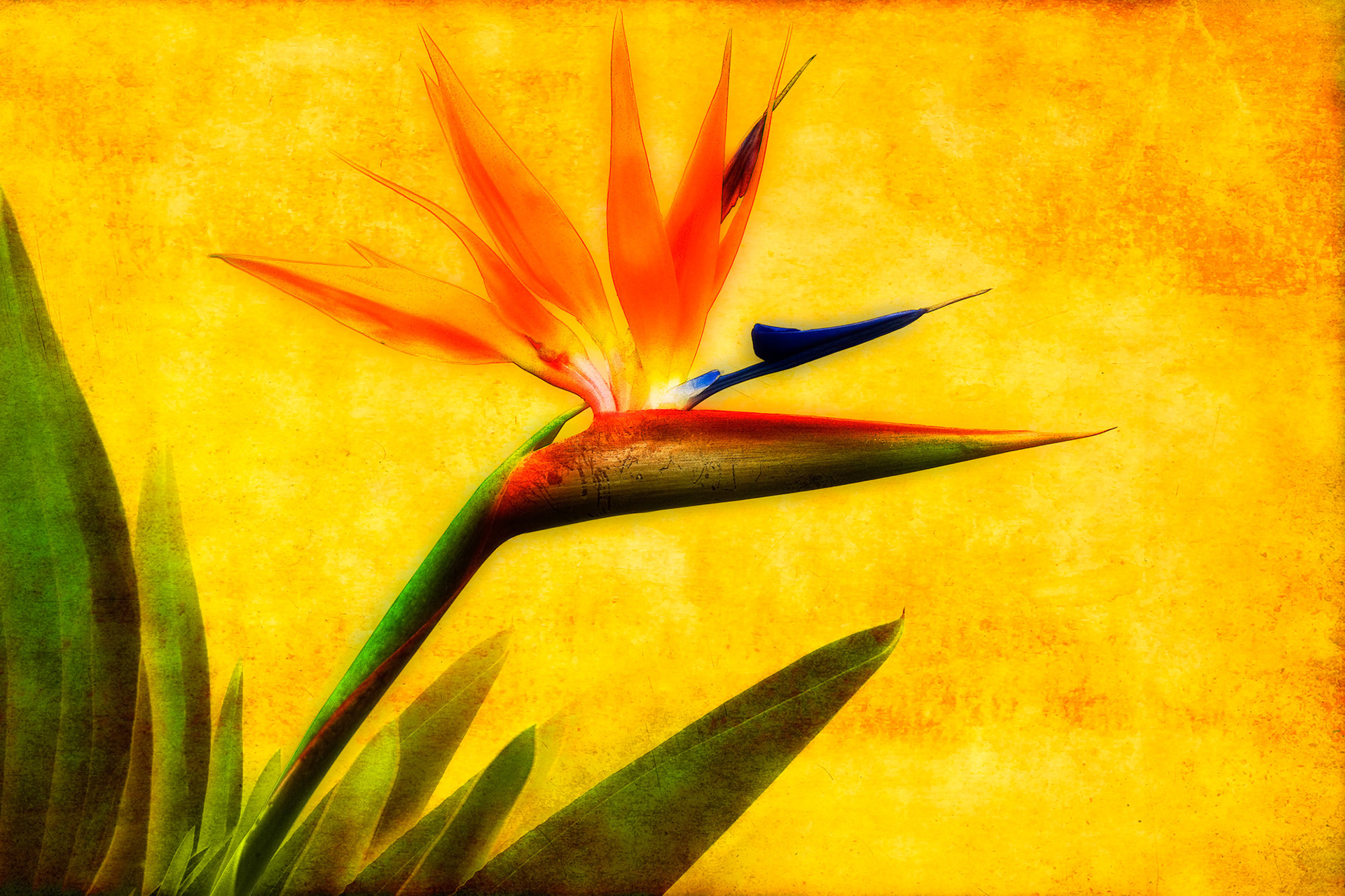 Bird of Paradise