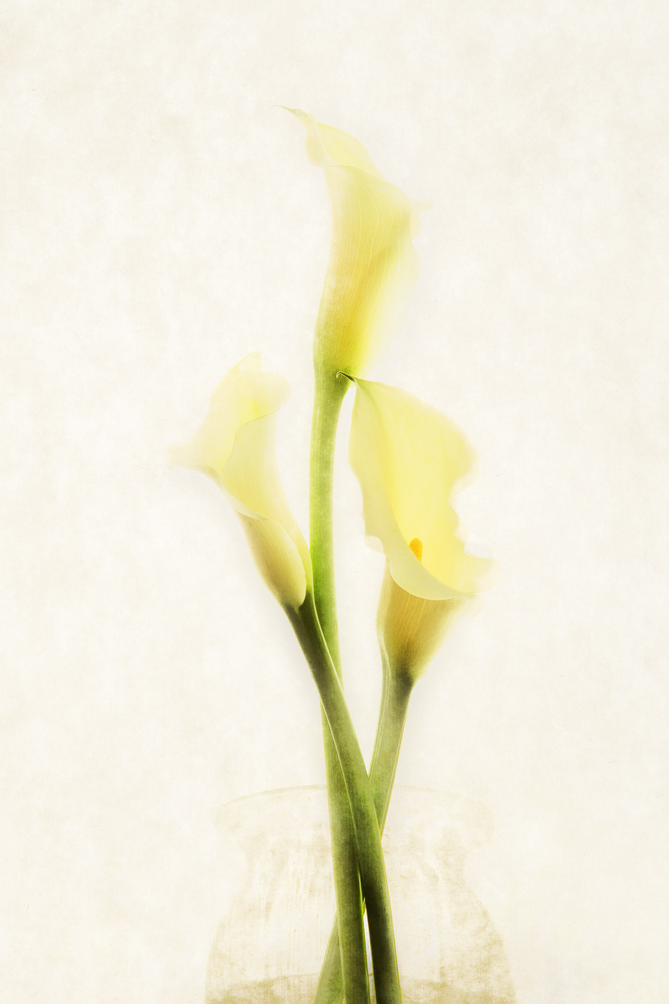 Calla Lily #2