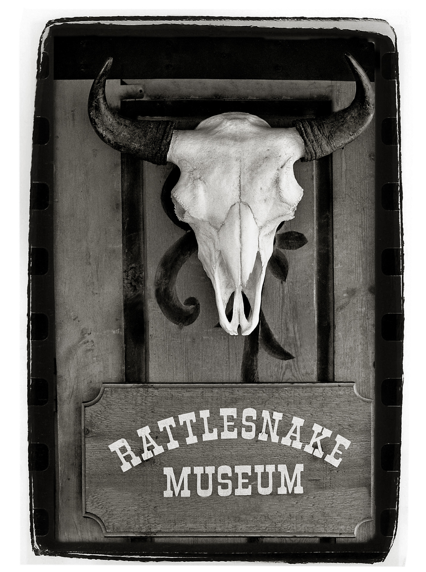 Black and white photo of skeleton head with horns of a bull on the front door of the Rattlesnakle museum in Albuquerque, New Mexico, USA