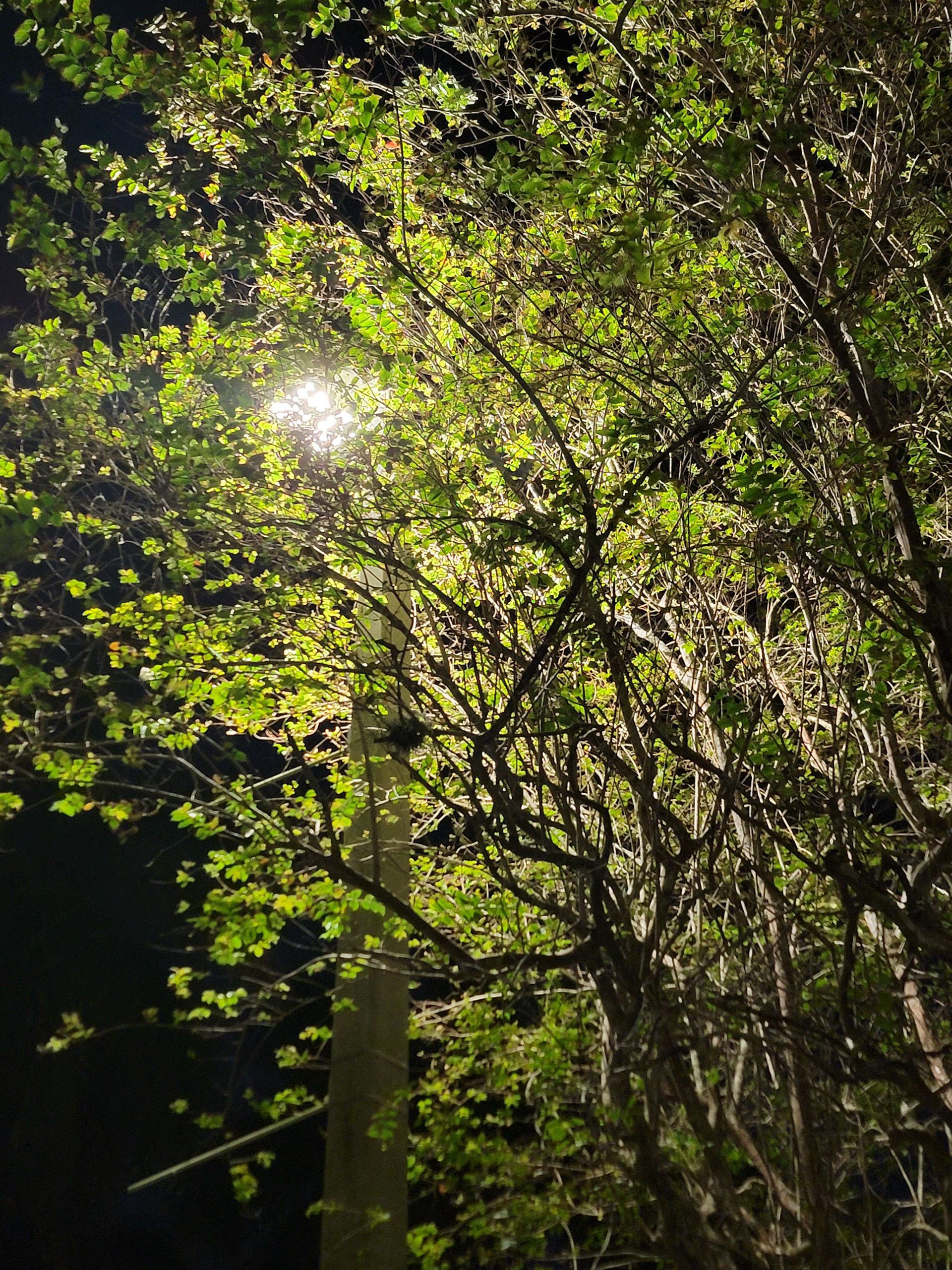 Fae Light
