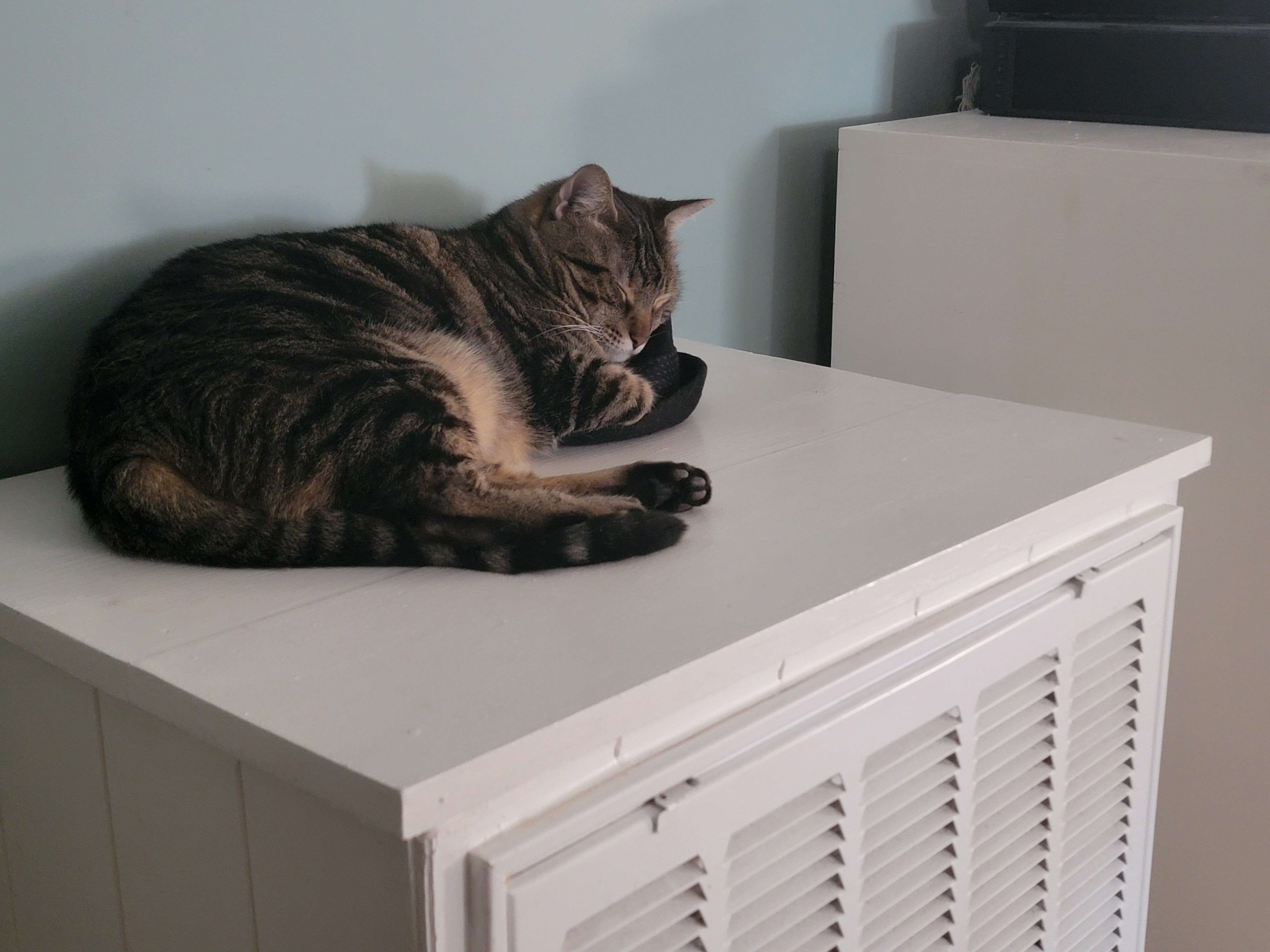 Sleepy Kitty