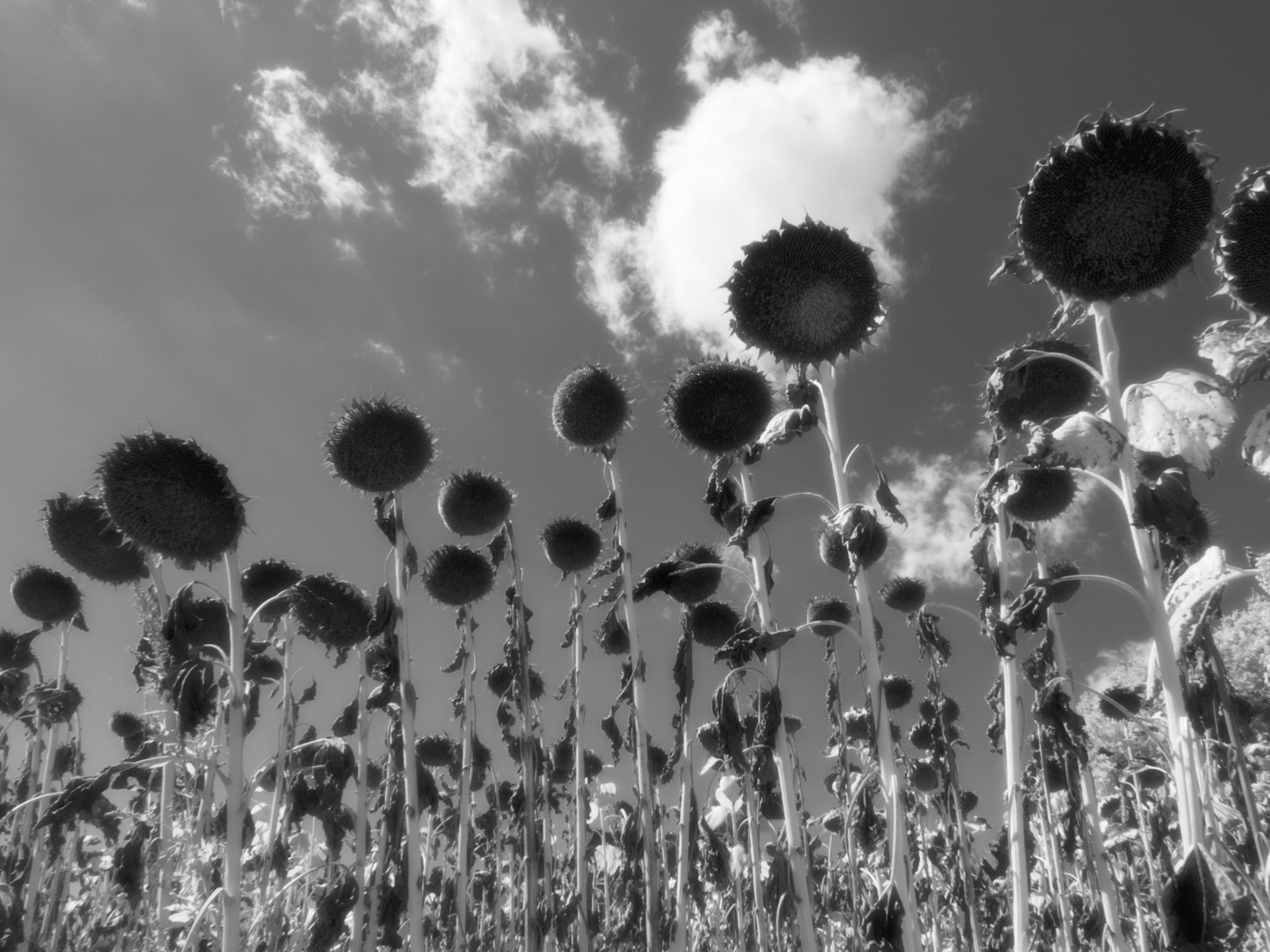 Sunflowers, Lazio, Italy