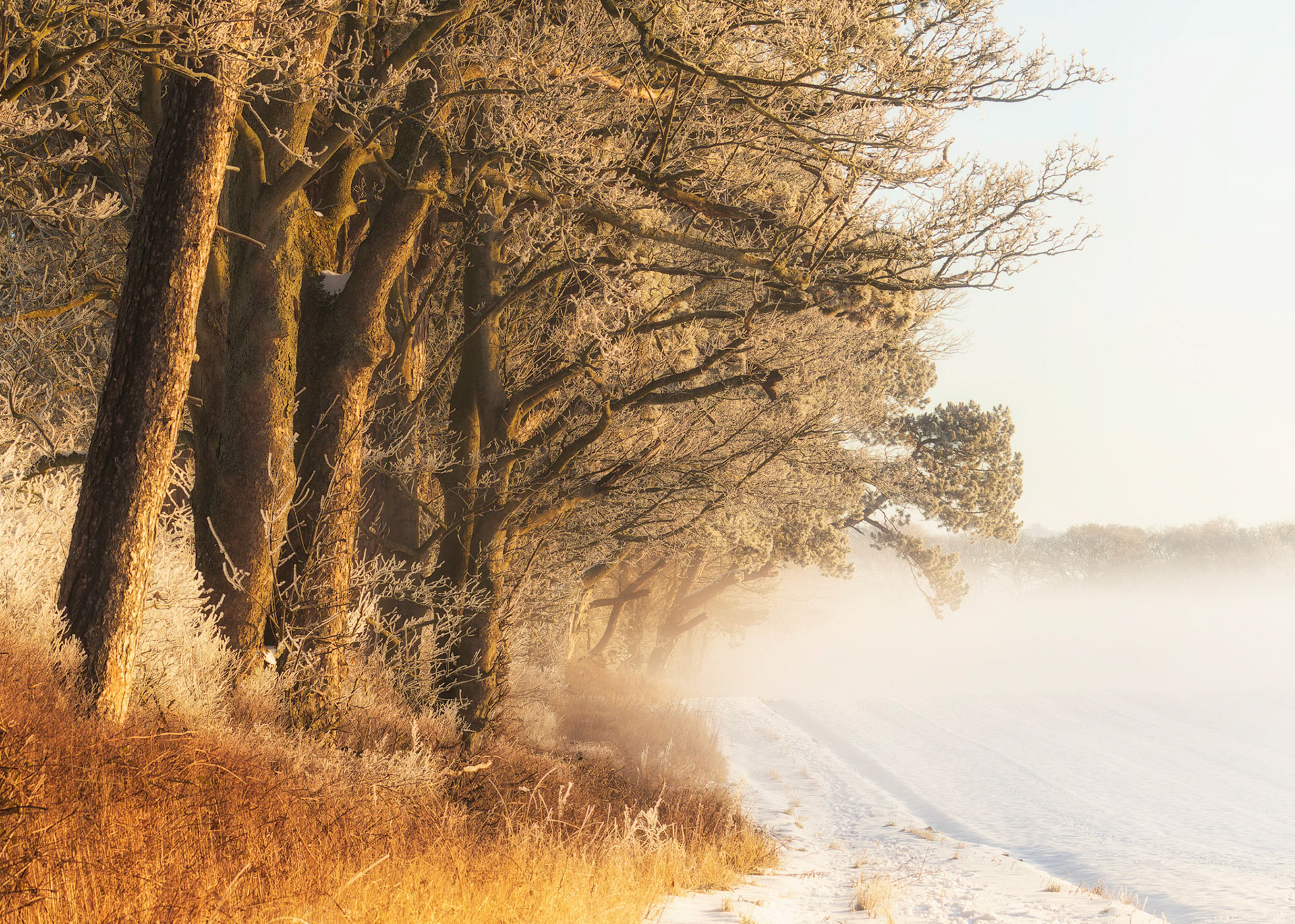 Scots Pine on a cold frosty morning