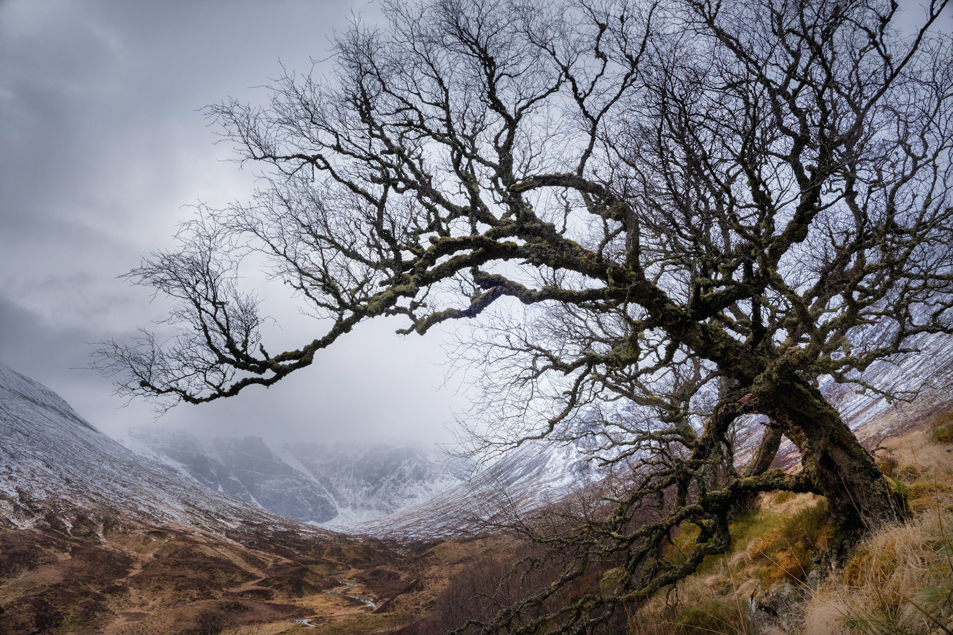 Creag Meagaidh behind ancient oak tree