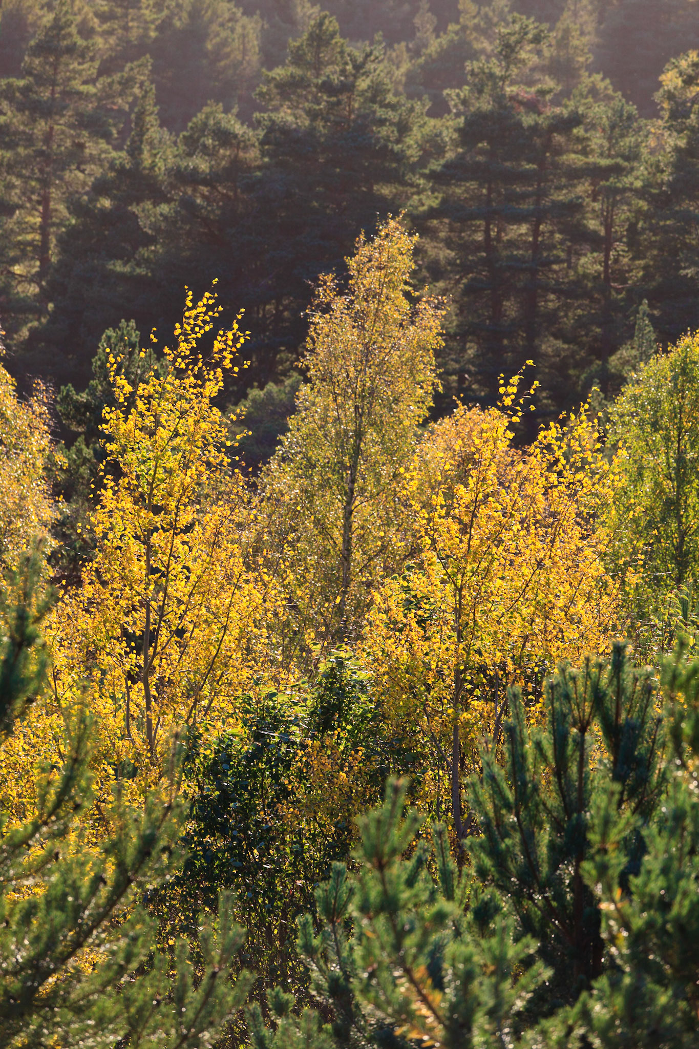 Autumn colour in Glen Tanar