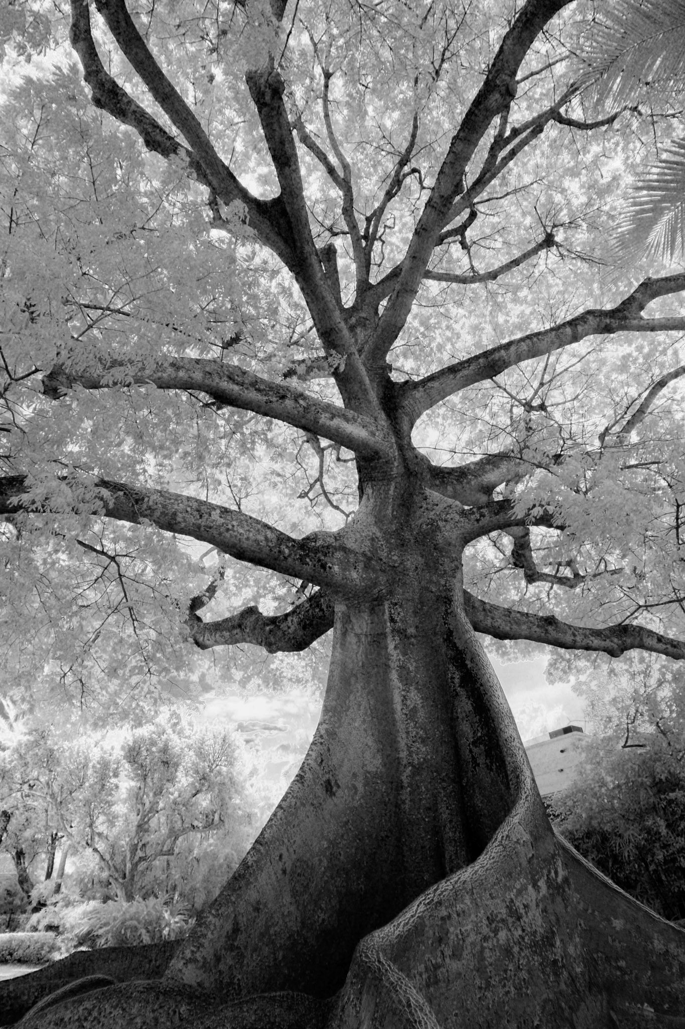 Kapok tree Flagler Museum, Florida