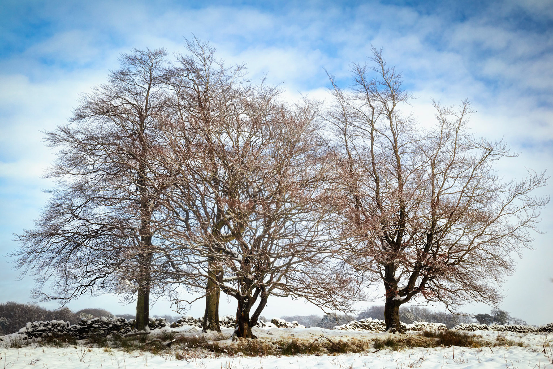 The four wintry trees