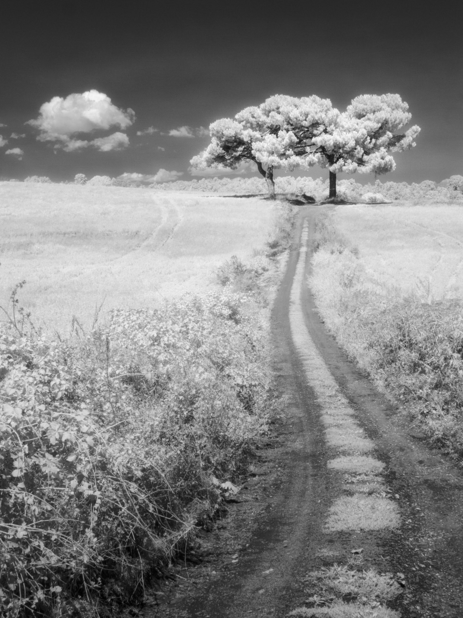 Twosome pines, Umbria, Italy