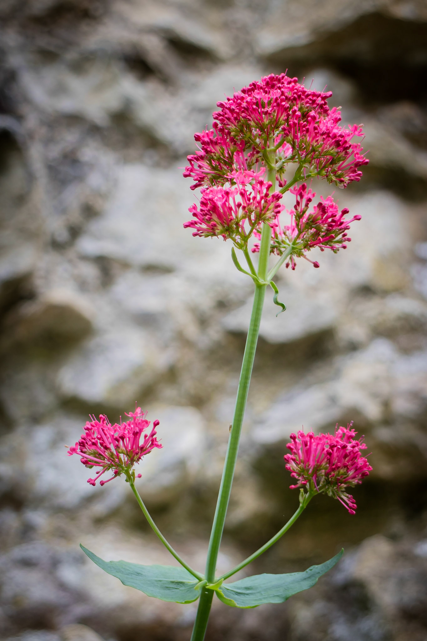 Red Valerian