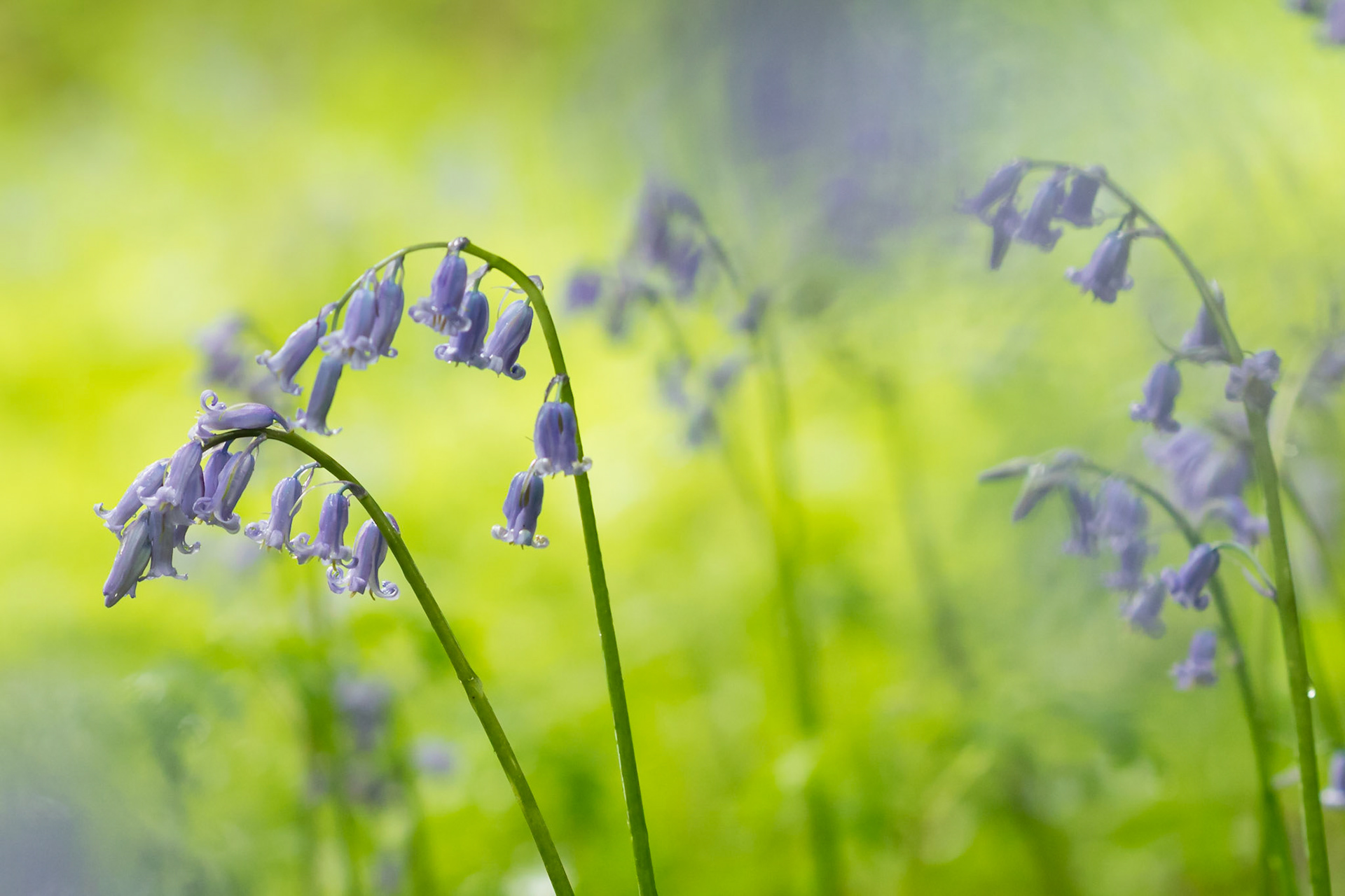 Bluebells 1