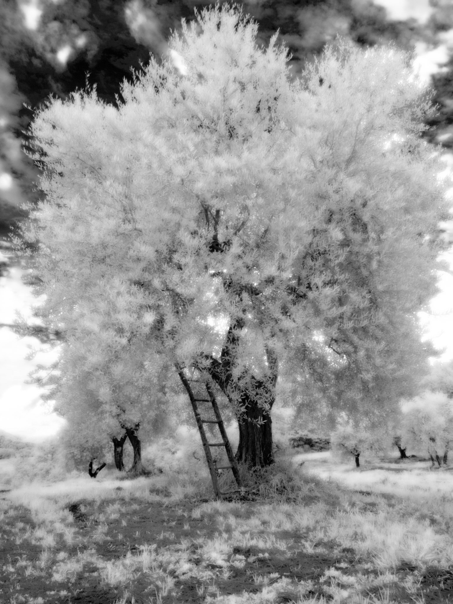 Olive tree and ladder