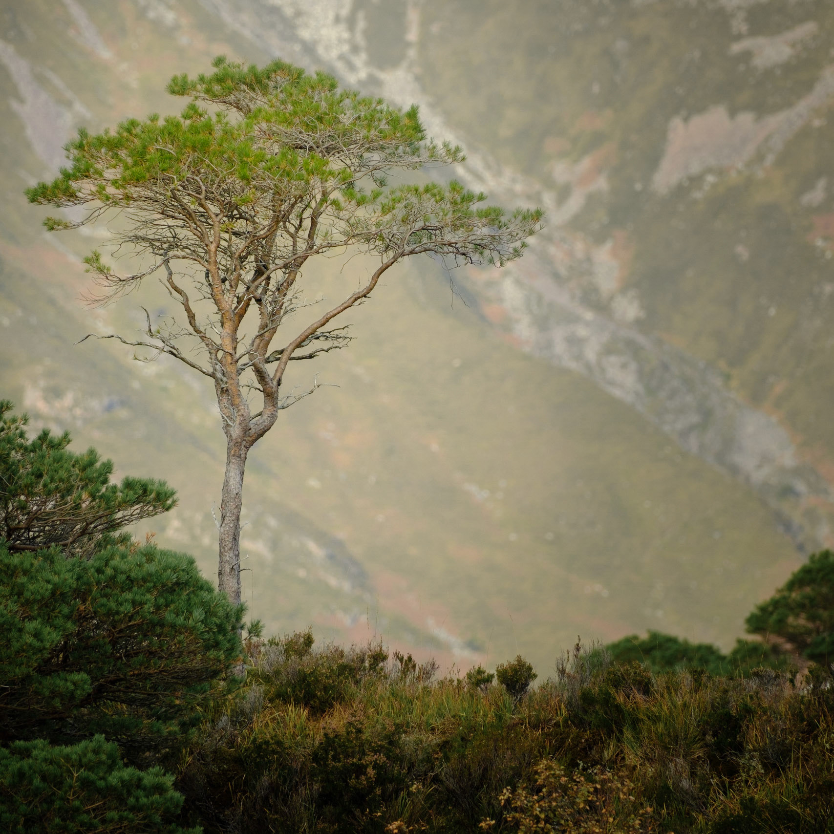 Torridon Scots Pine