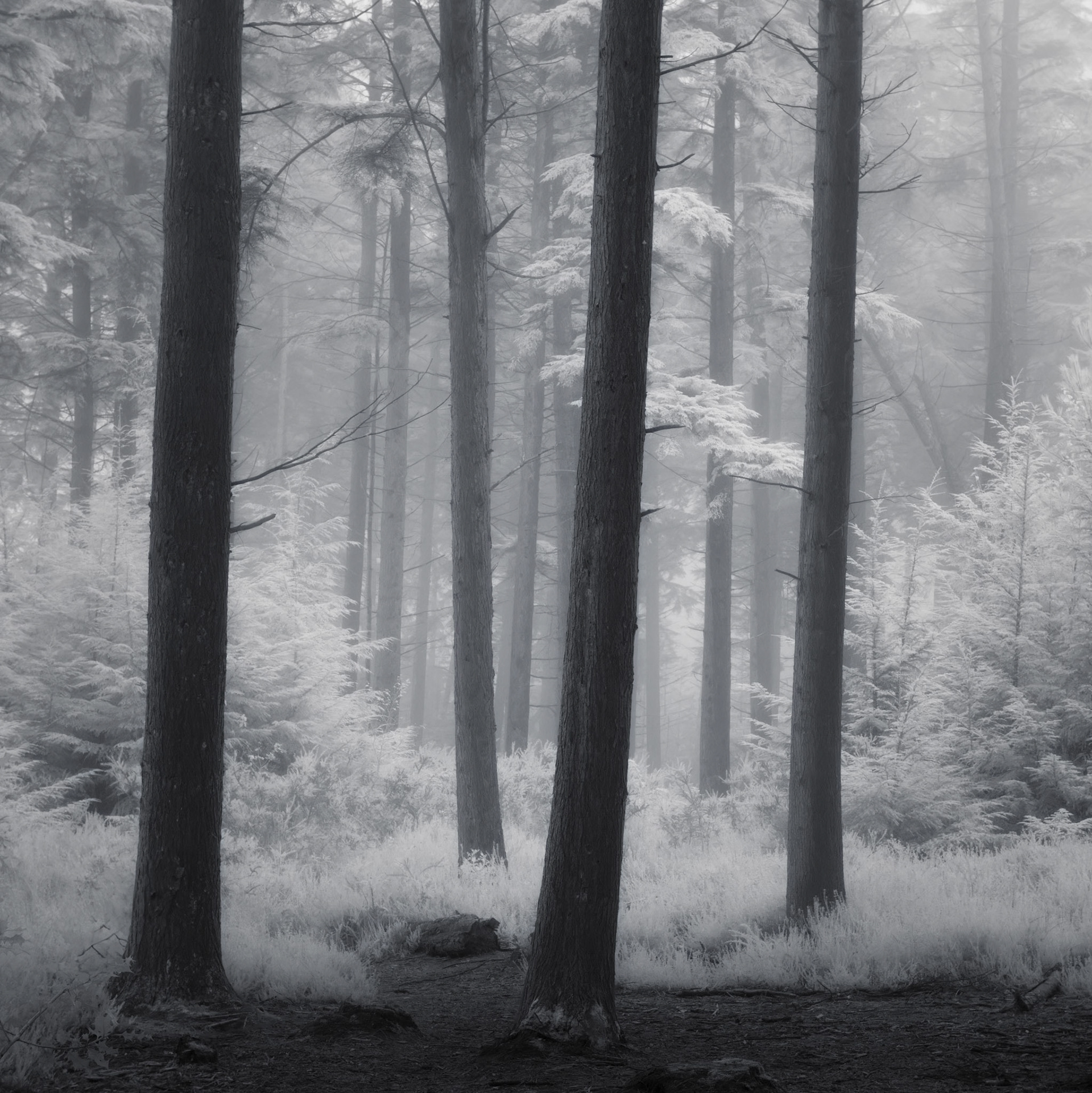 East Devon woodland