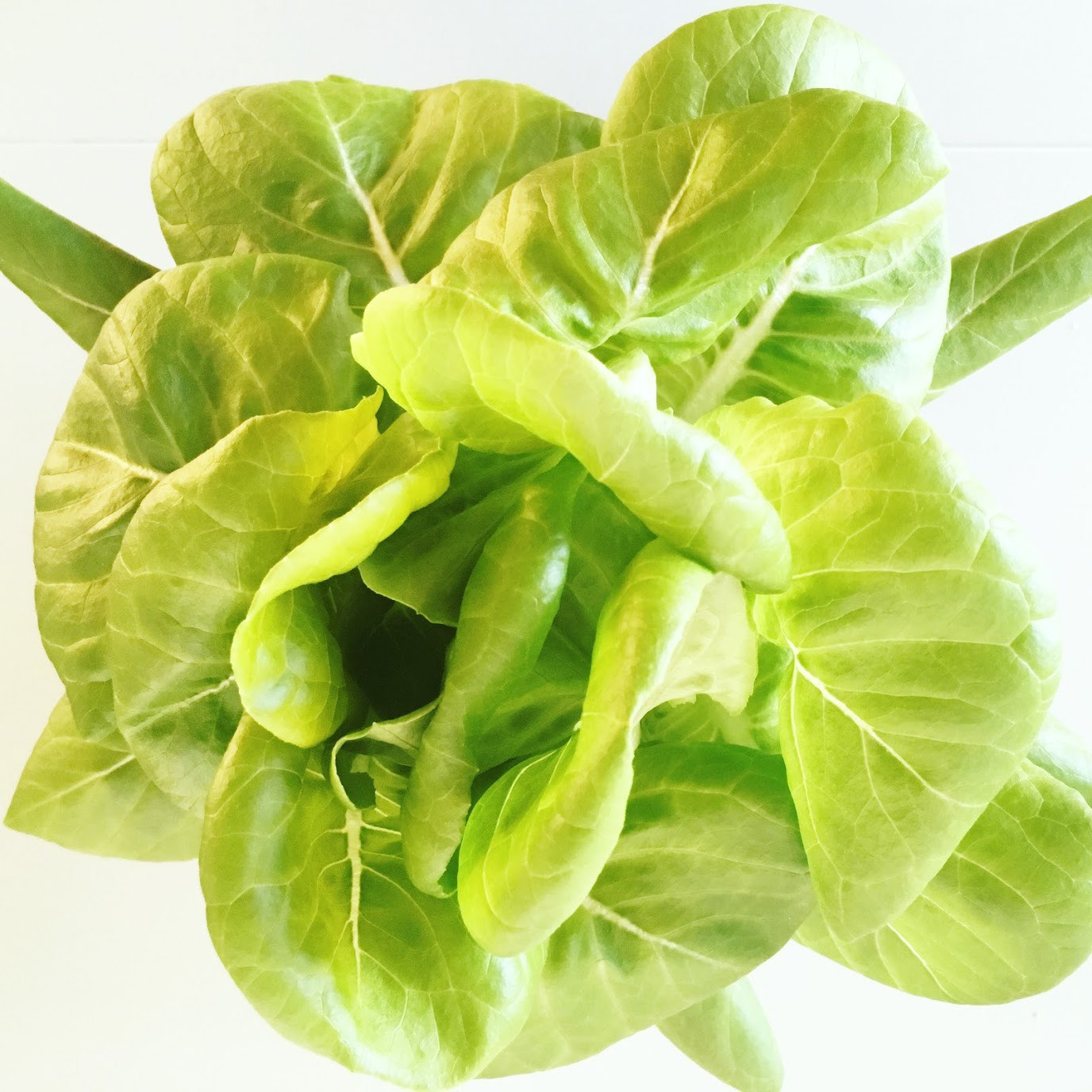 Hydroponic butter lettuce