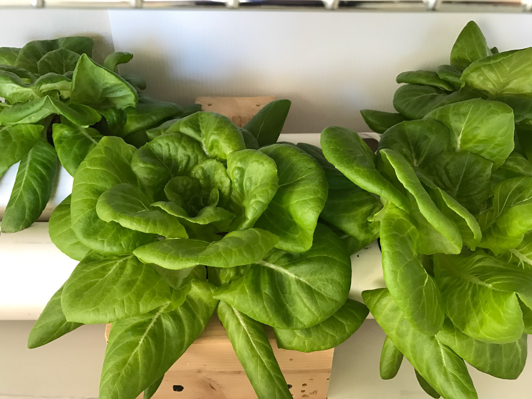 Hydroponic butter lettuce