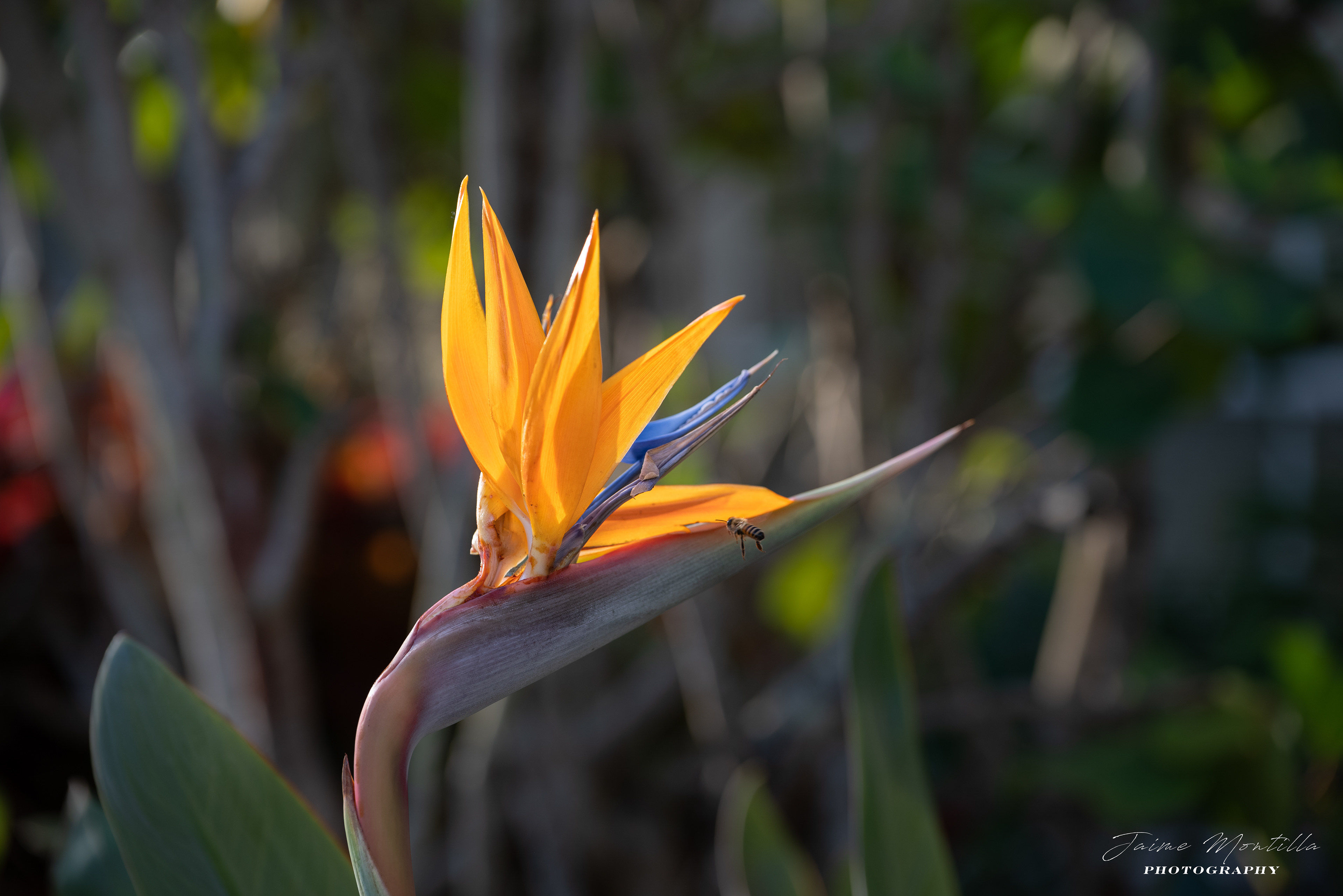 Bird of Paradise Flower