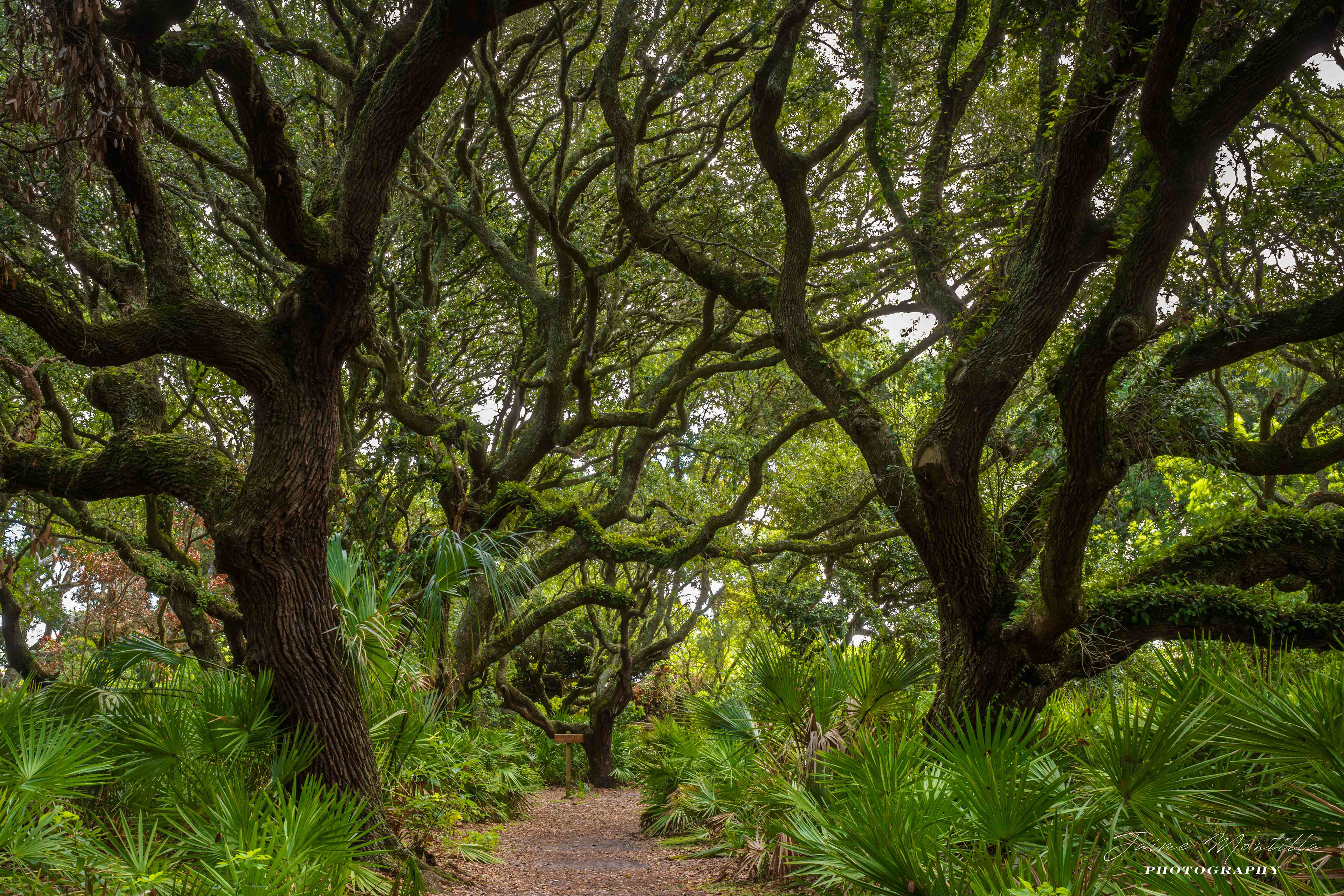 Cumberland Island, GA