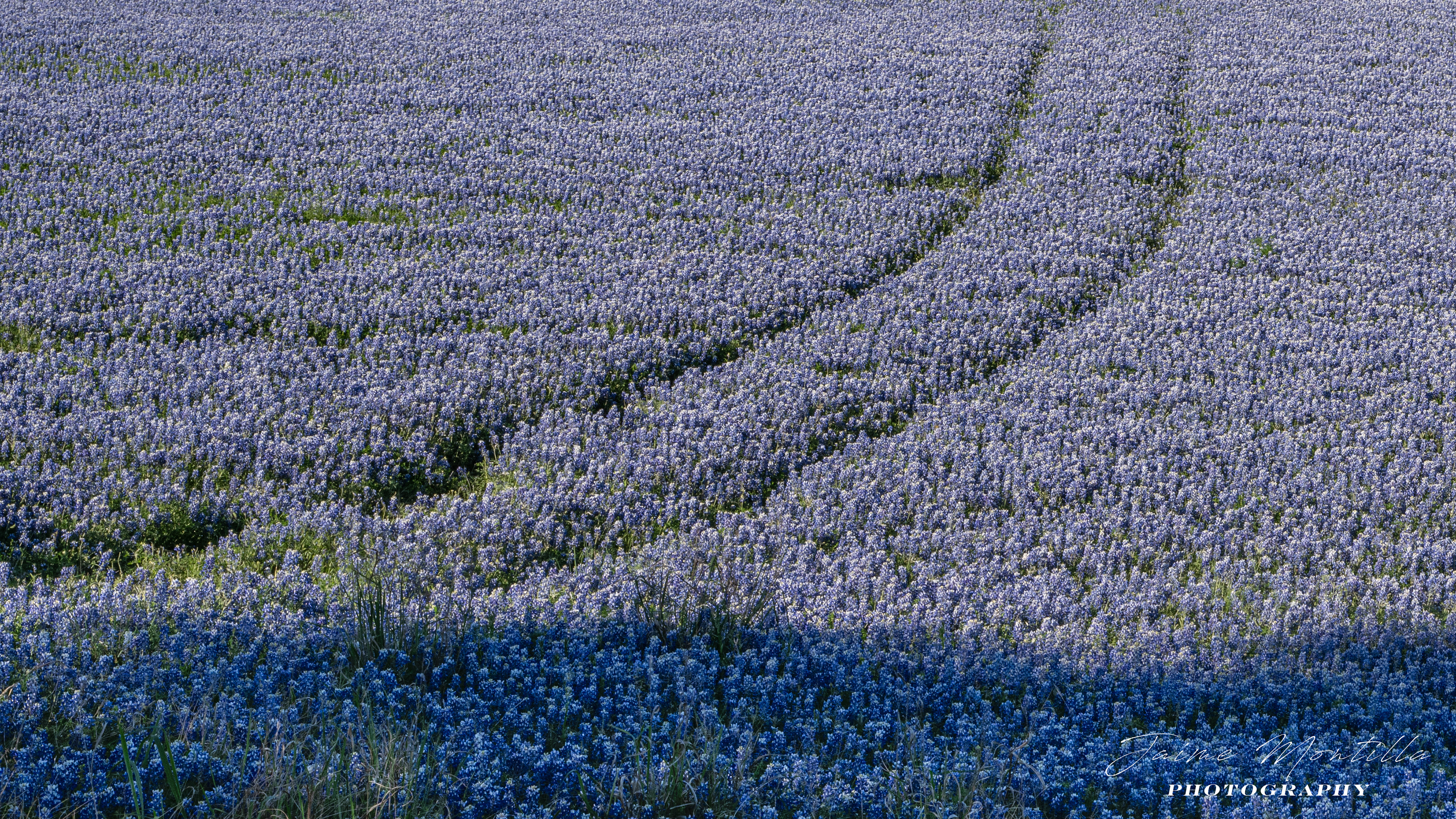 Texas Wildflowers