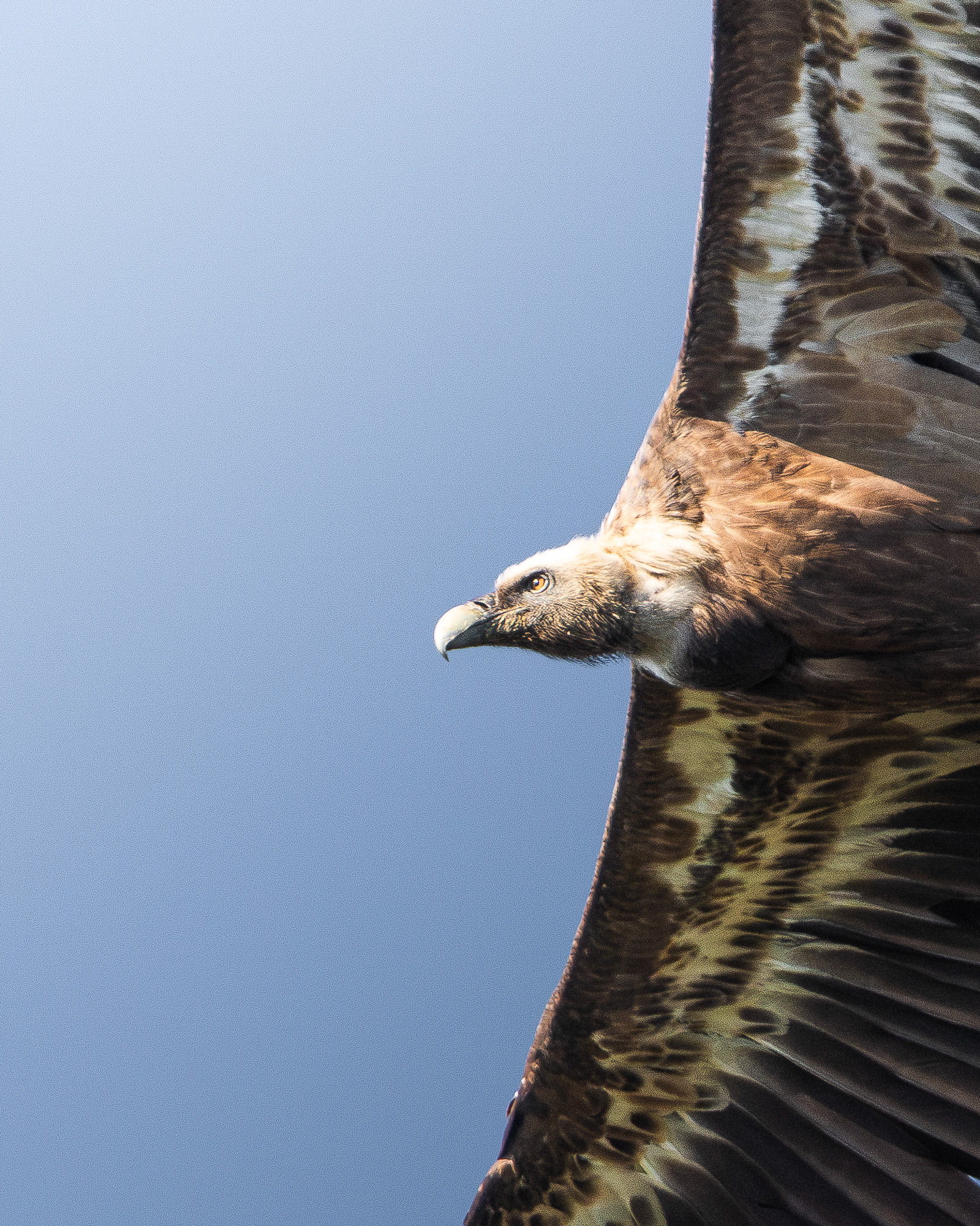 Vautour fauve