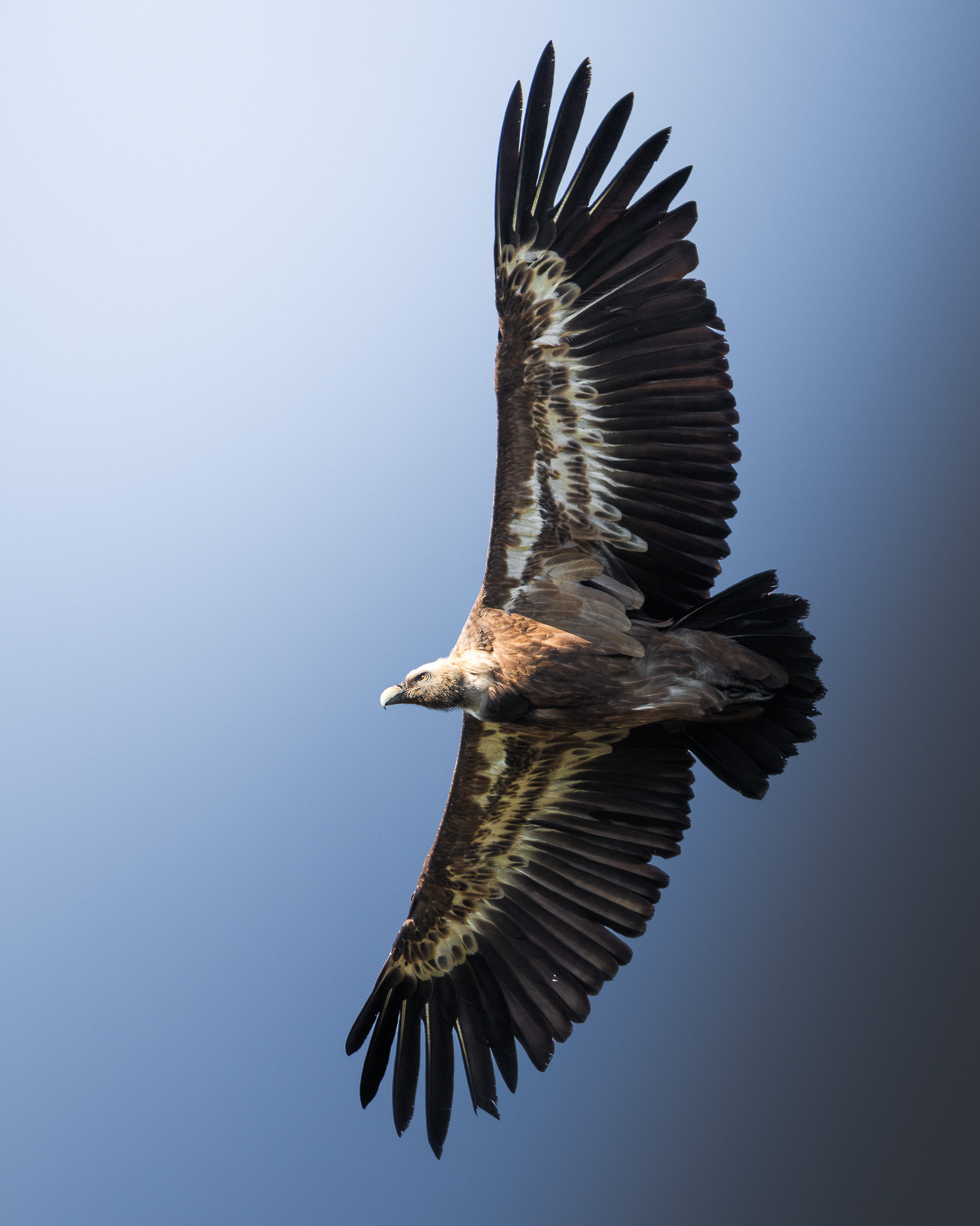 Vautour fauve