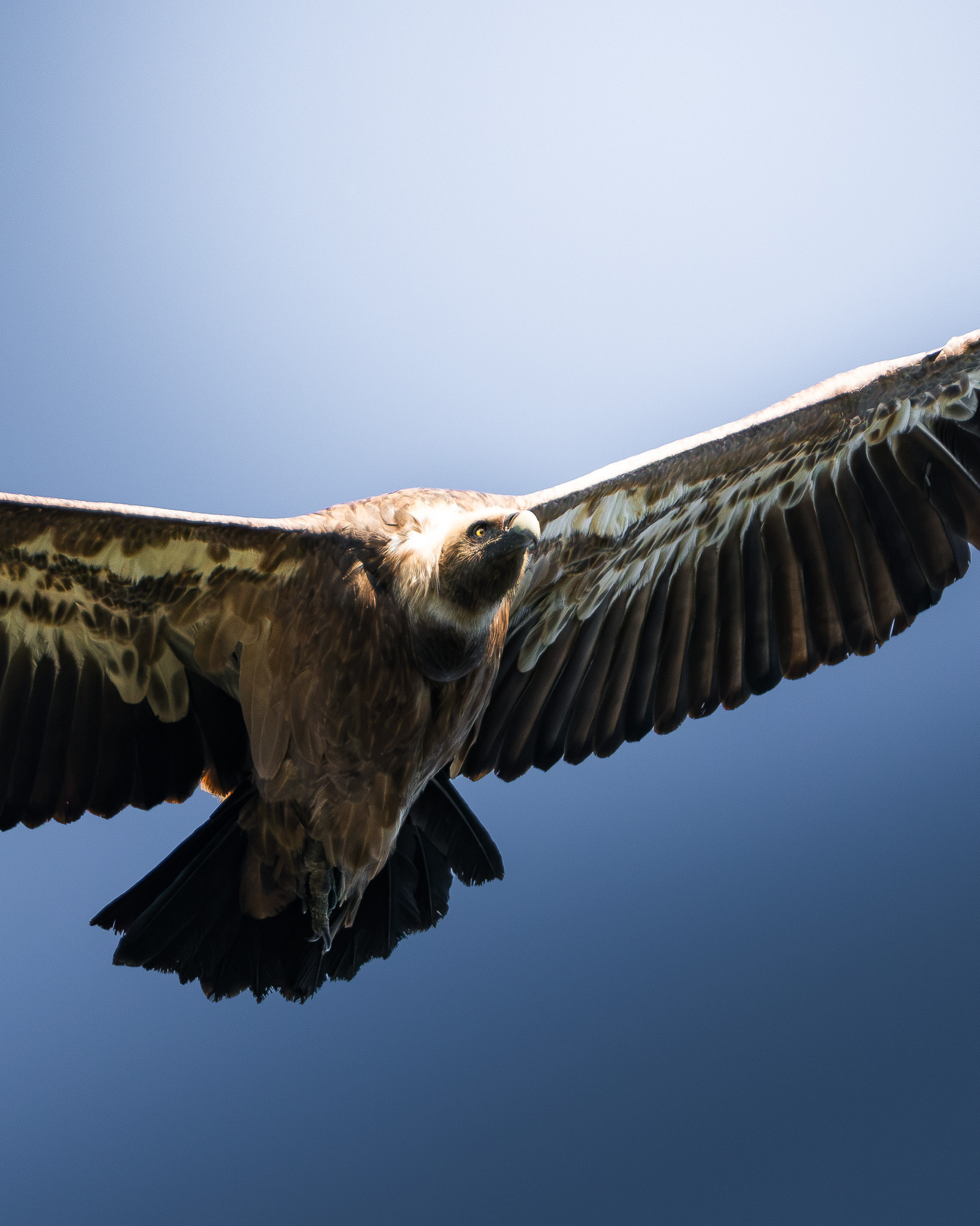 Vautour fauve