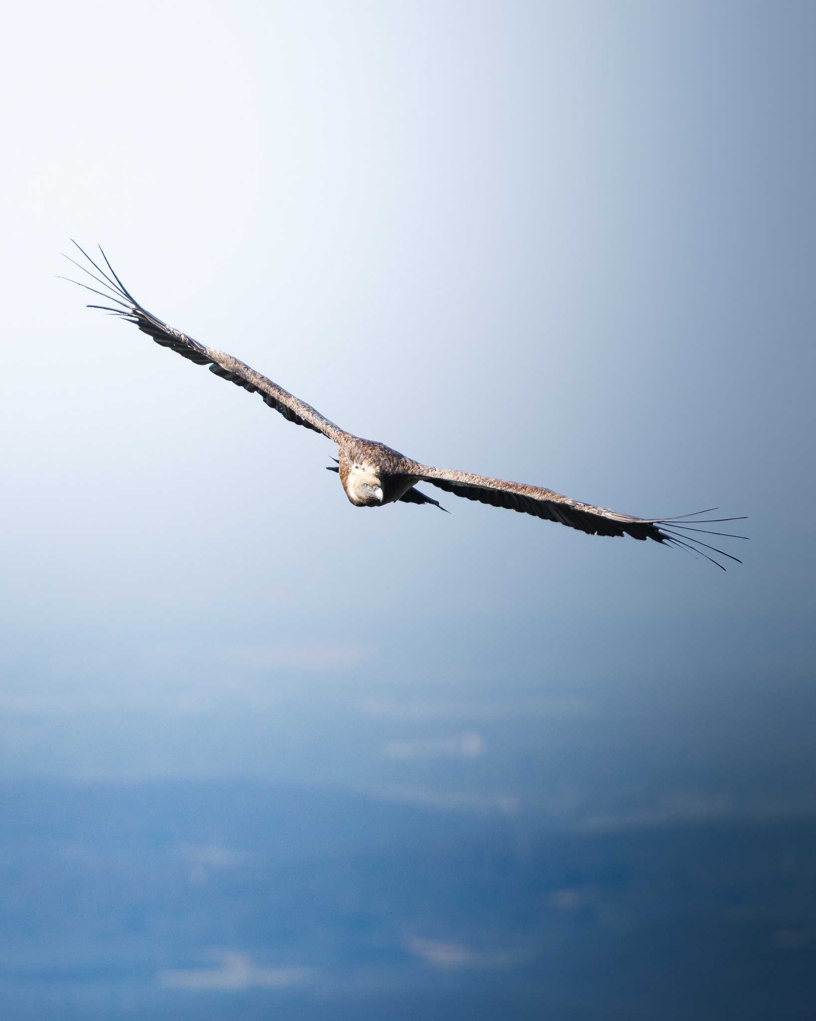 Vautour fauve