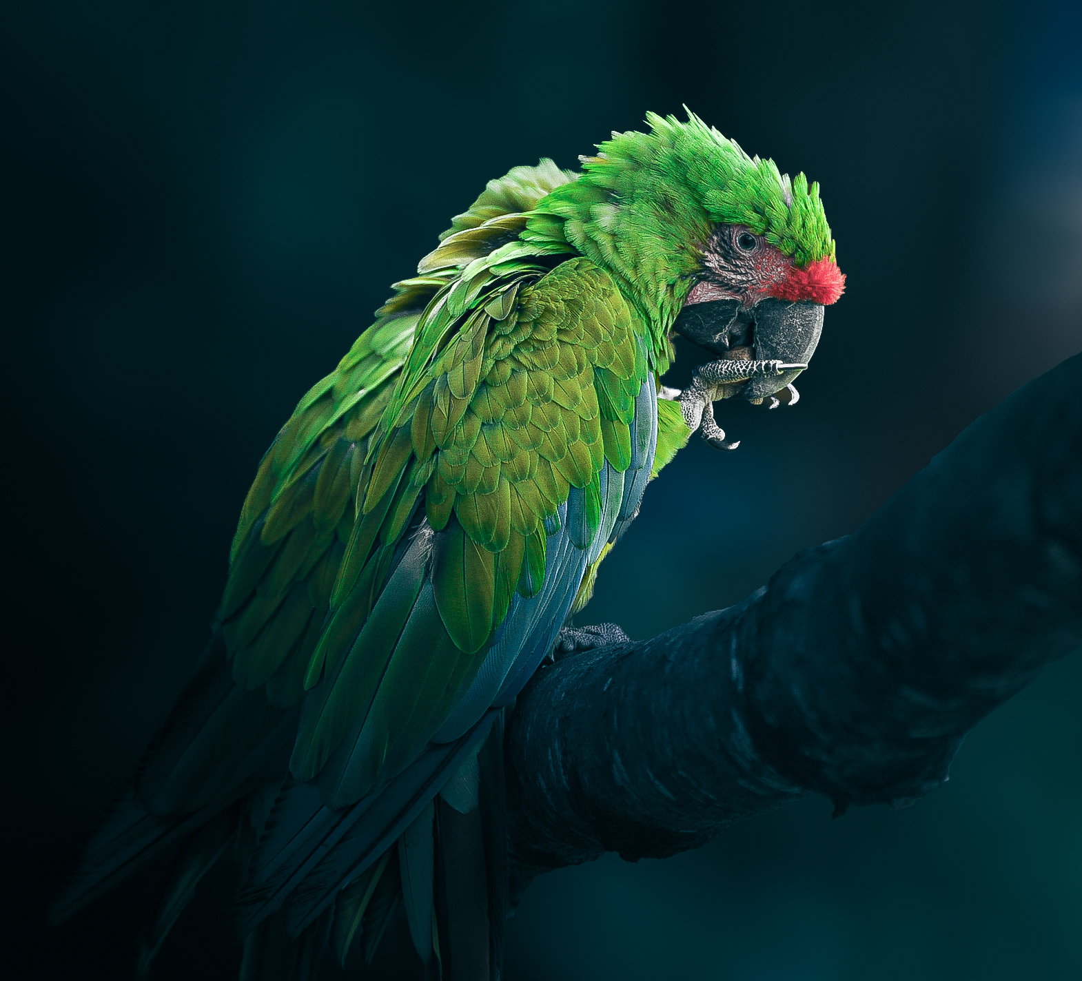 Perroquet Ara militaire