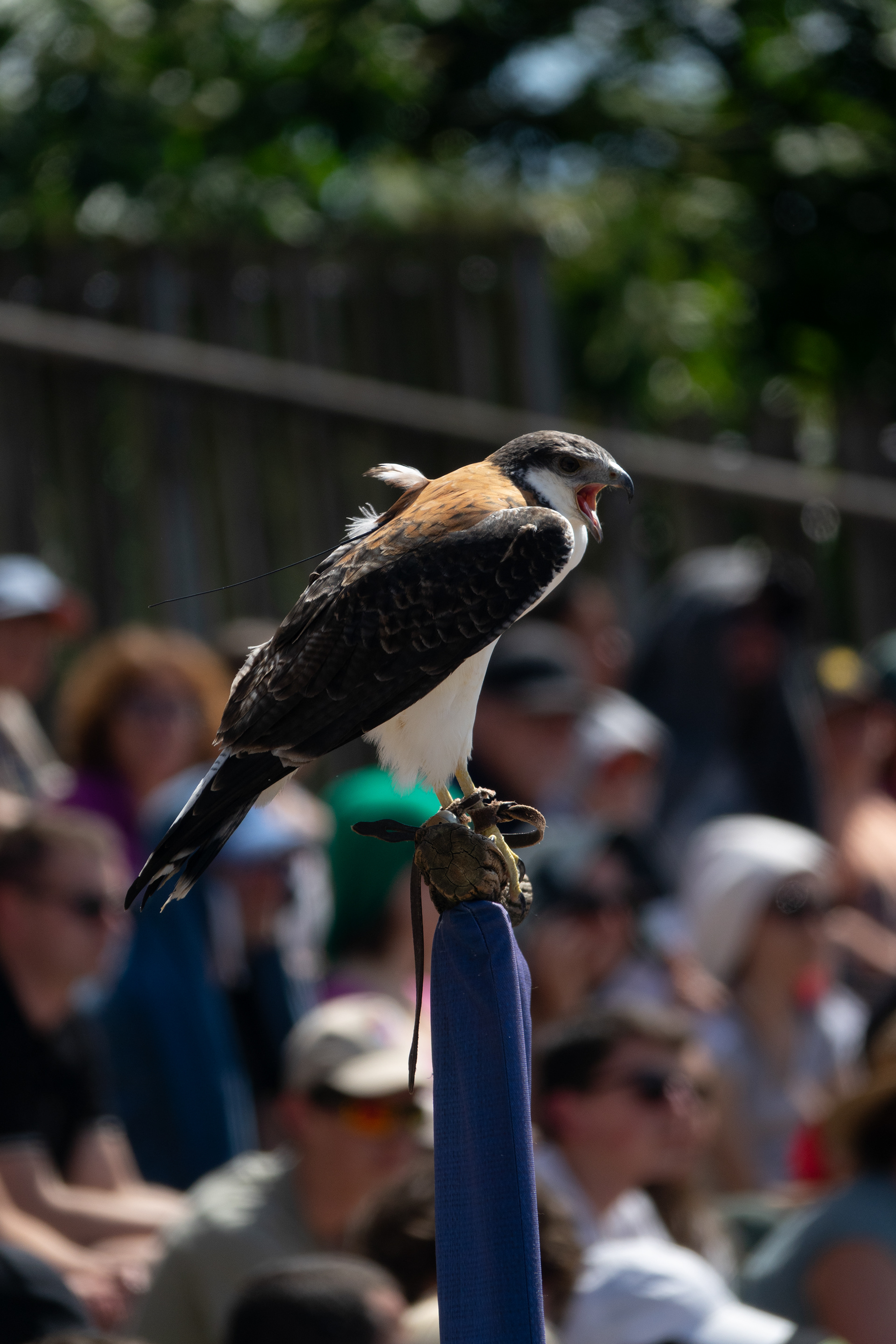 Faucon (550mm, f4, ISO 100, 1/1000s)