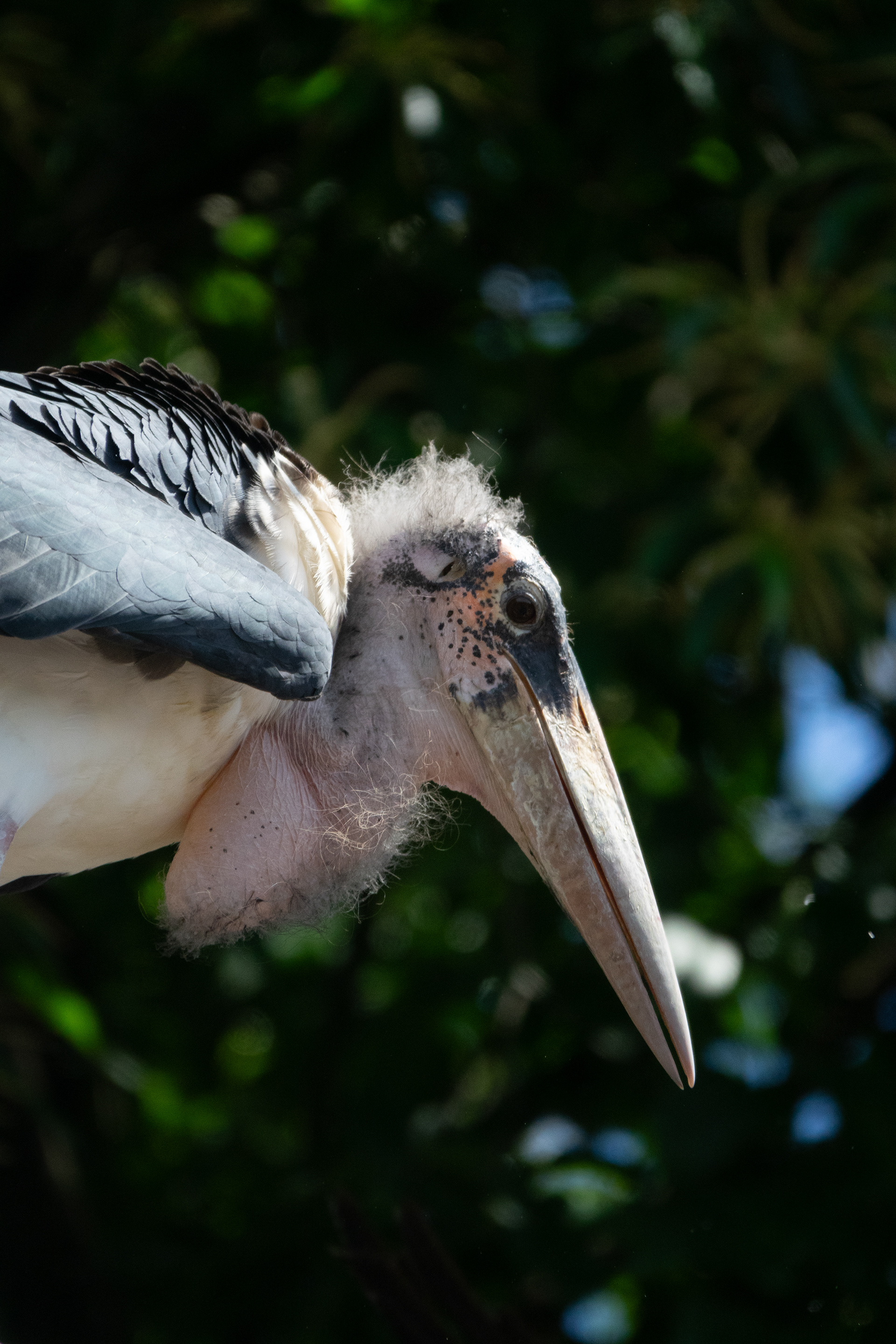 Marabout d'Afrique (500mm, f4, ISO 500, 1/2500s)