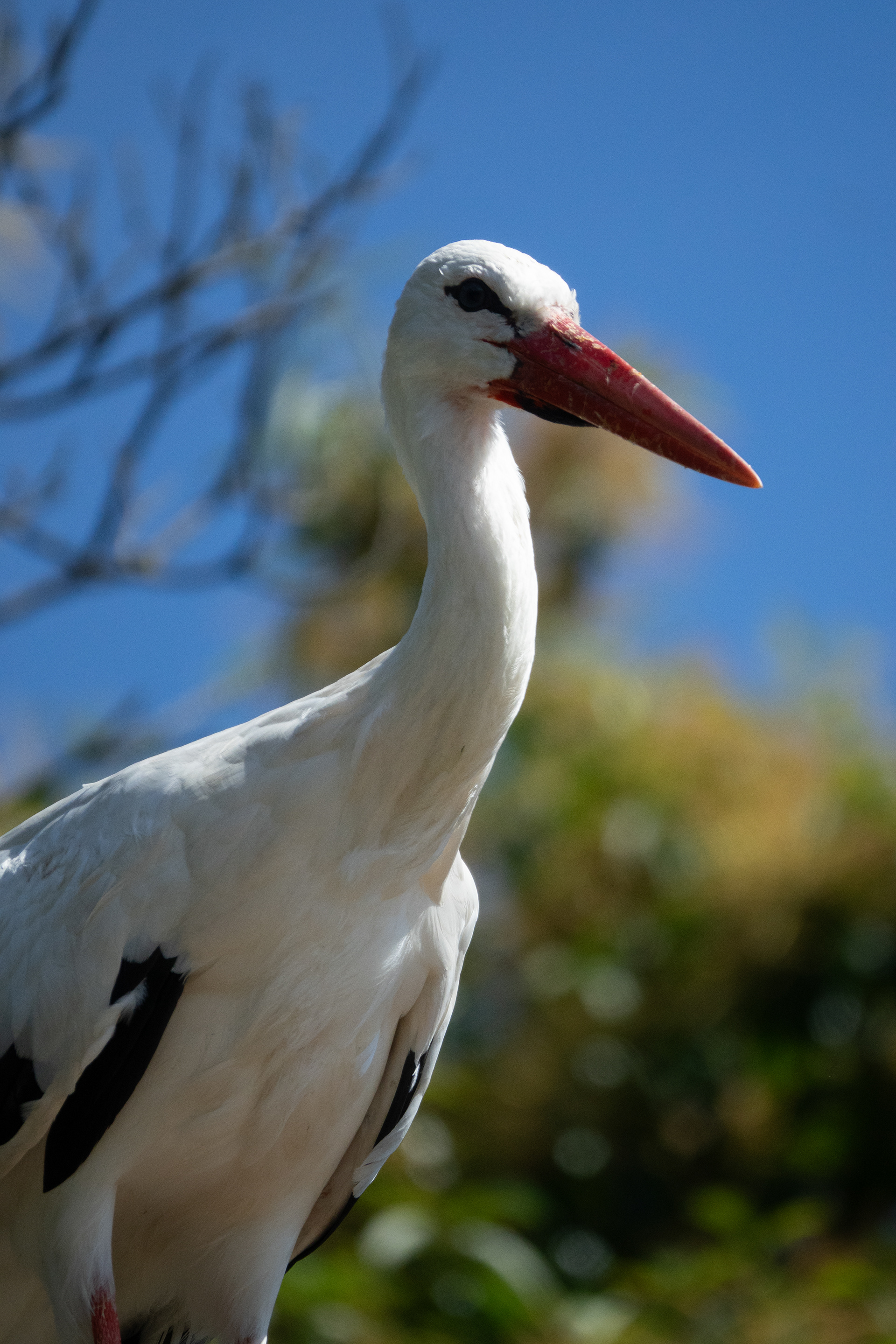 Cigogne blanche (450mm, f4, ISO 500, 1/4000s)