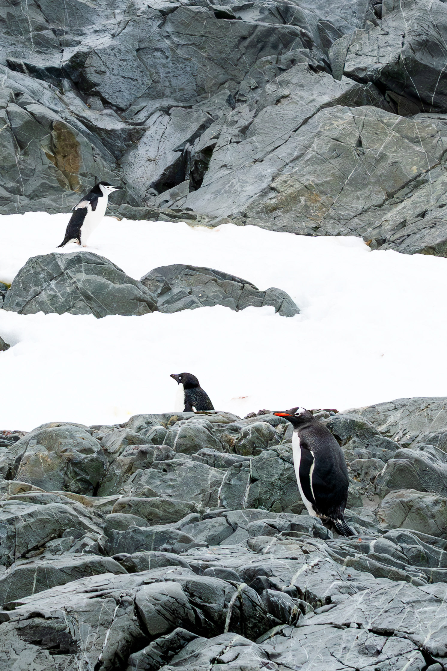 The three types of penguins found in the region together From top to bottom: Chinstrap, Adelie, Gentoo