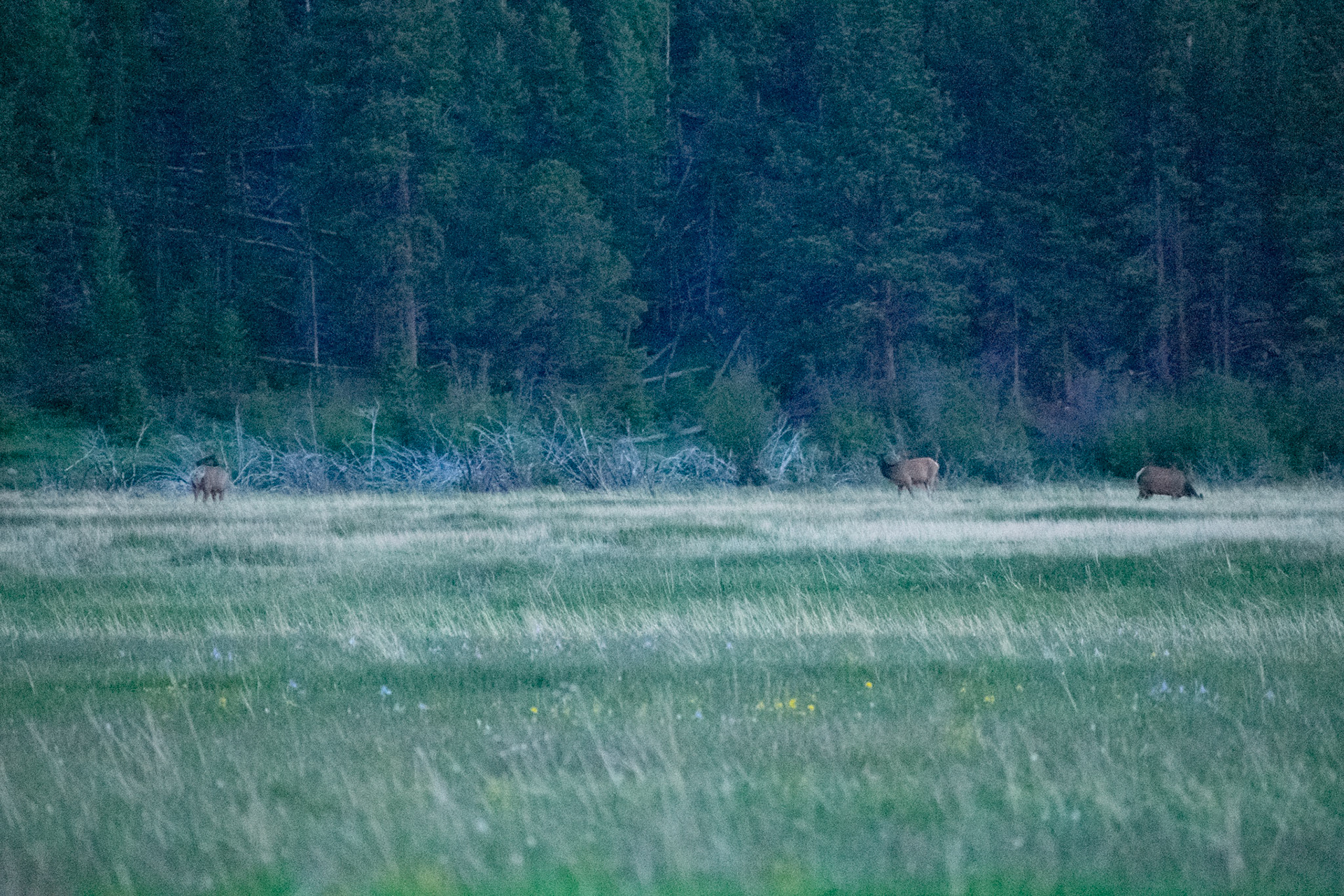 Dusk in the Valley. Elk grazed across the meadow.