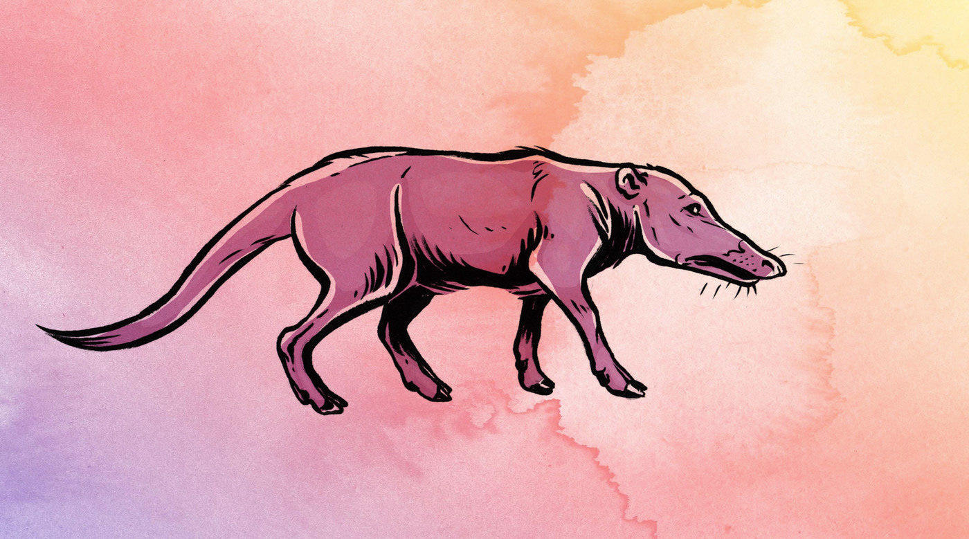 Indohyus/Pakicetus