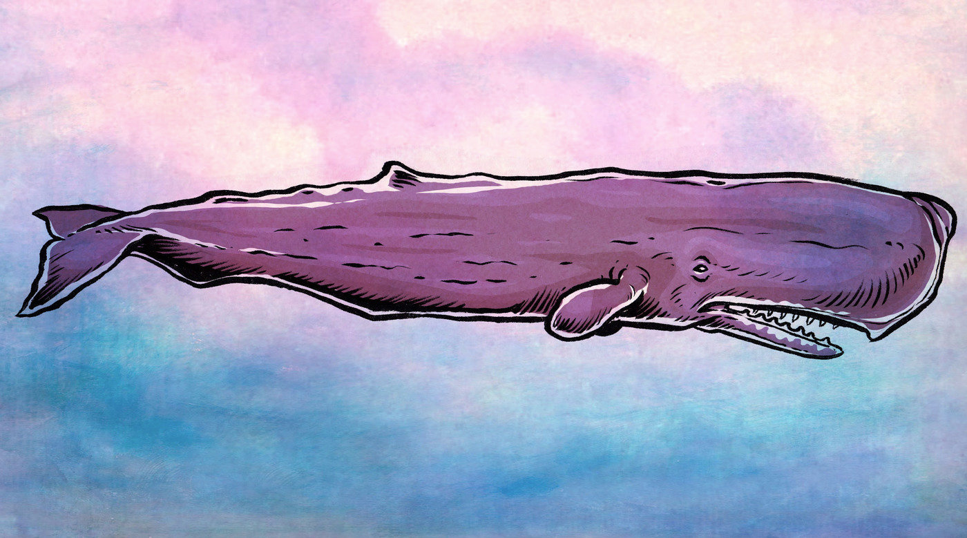 Proto Sperm Whale