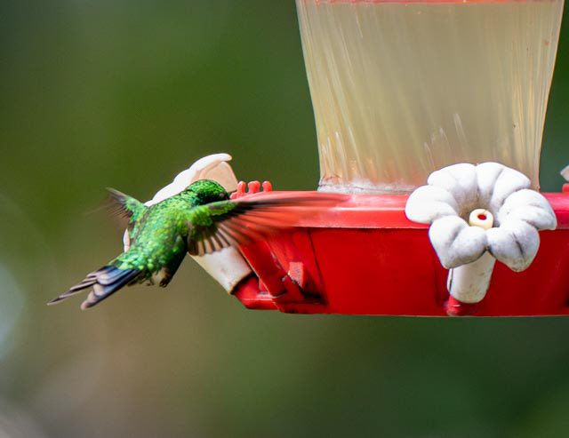 Green-crowned Brilliant (Heliodoxa jacula)