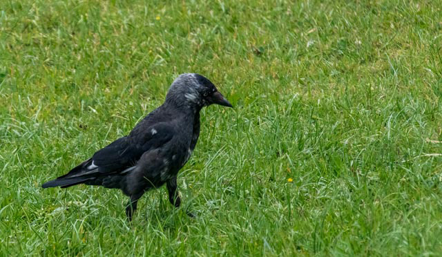 Jackdaw