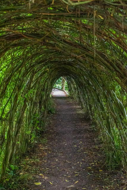 Tunnel of Green