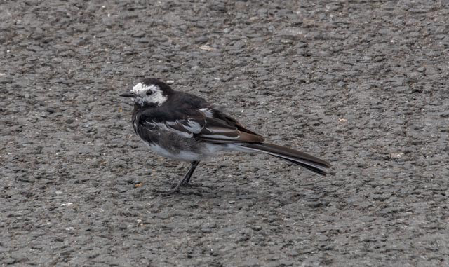 White Wagtail