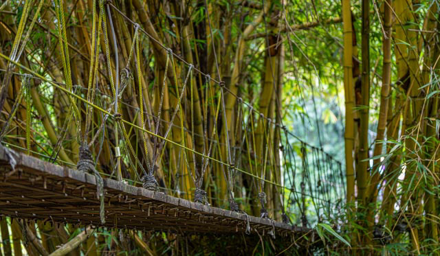 Bridge of a jungle river