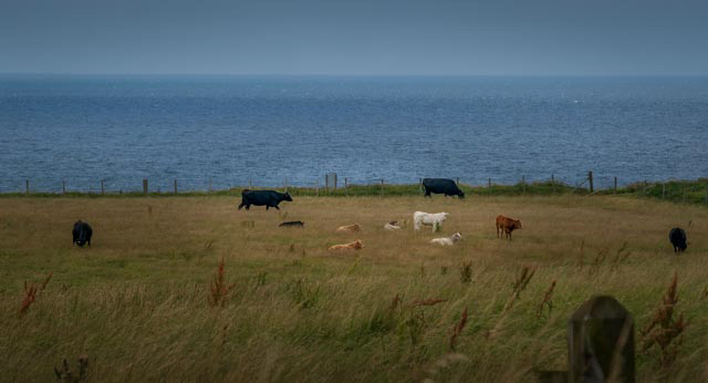 Cows and Sea
